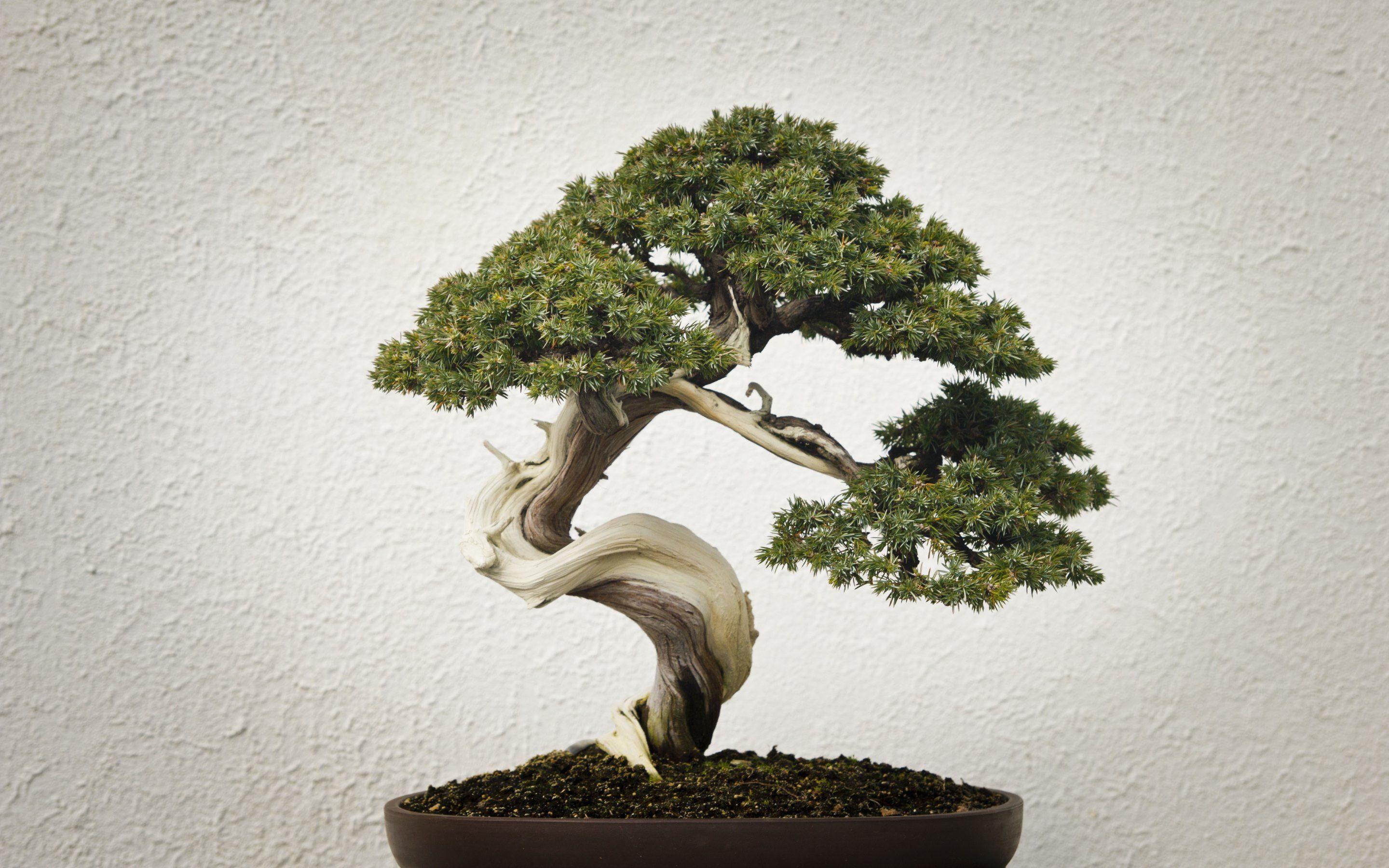 Bonsai Wallpapers