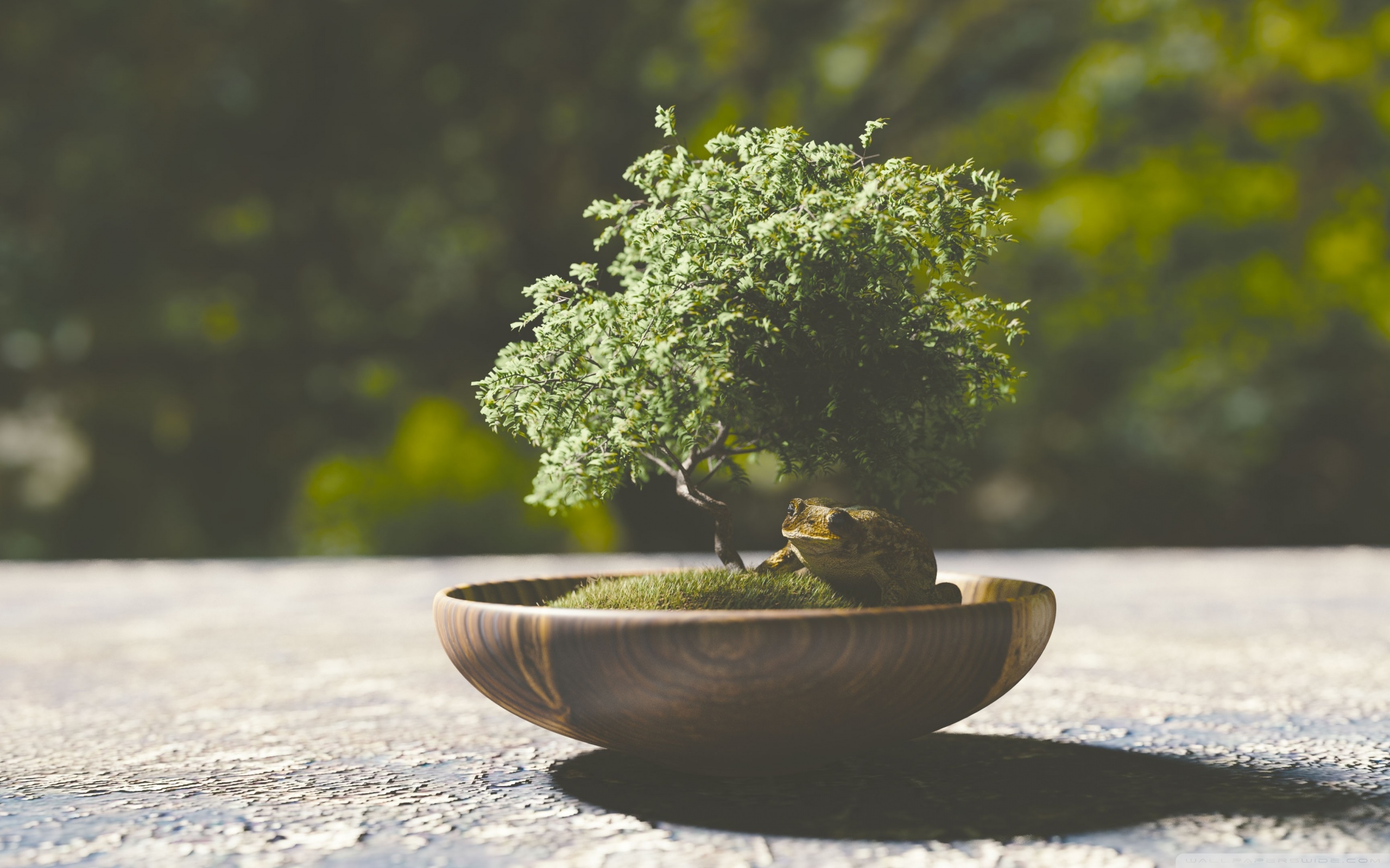 Bonsai Wallpapers