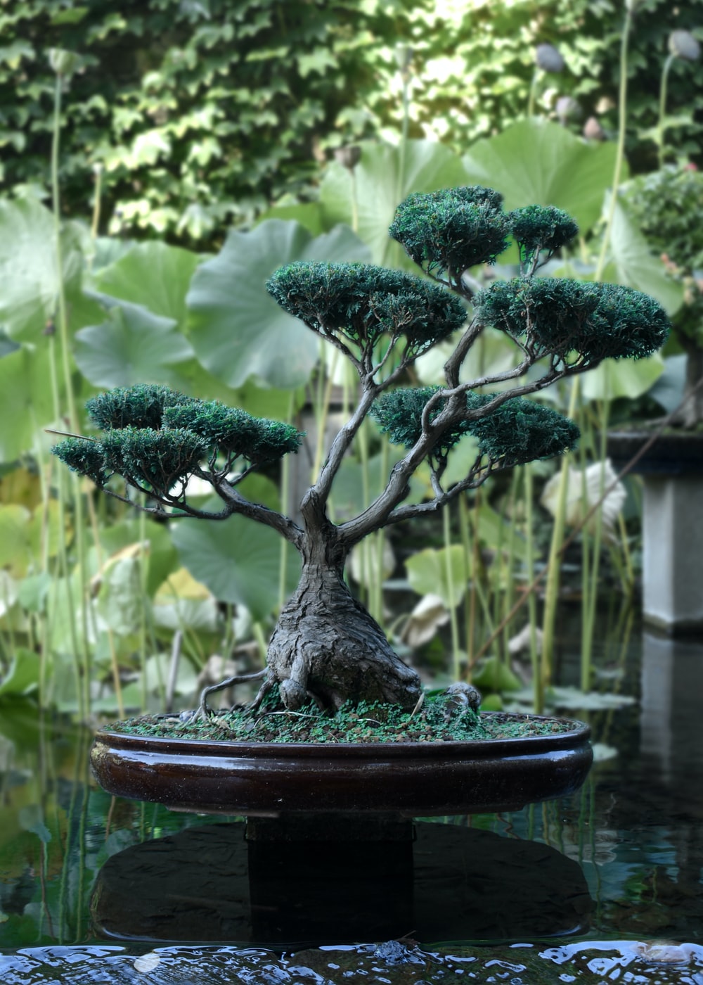 Bonsai Wallpapers