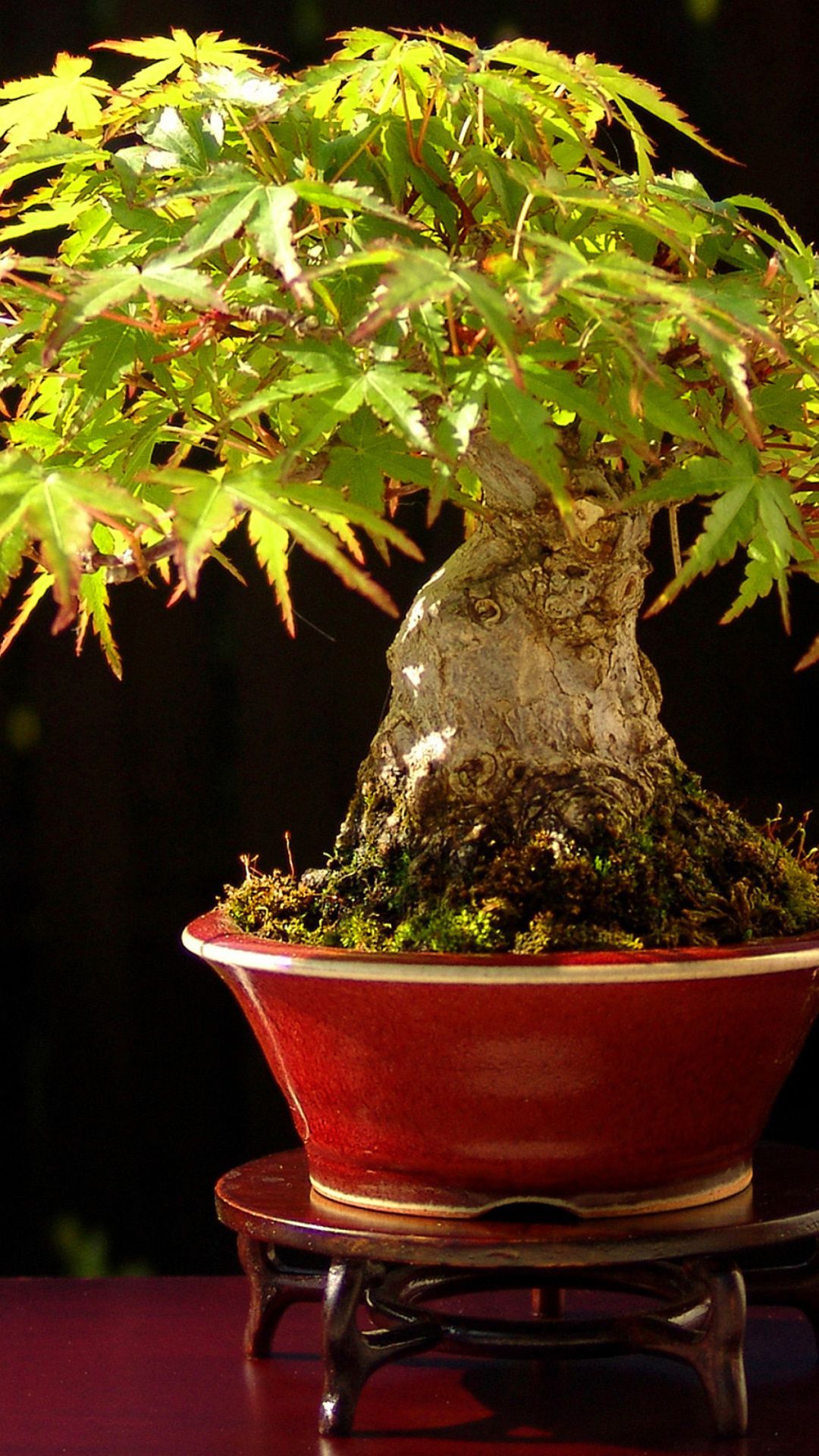 Bonsai Wallpapers