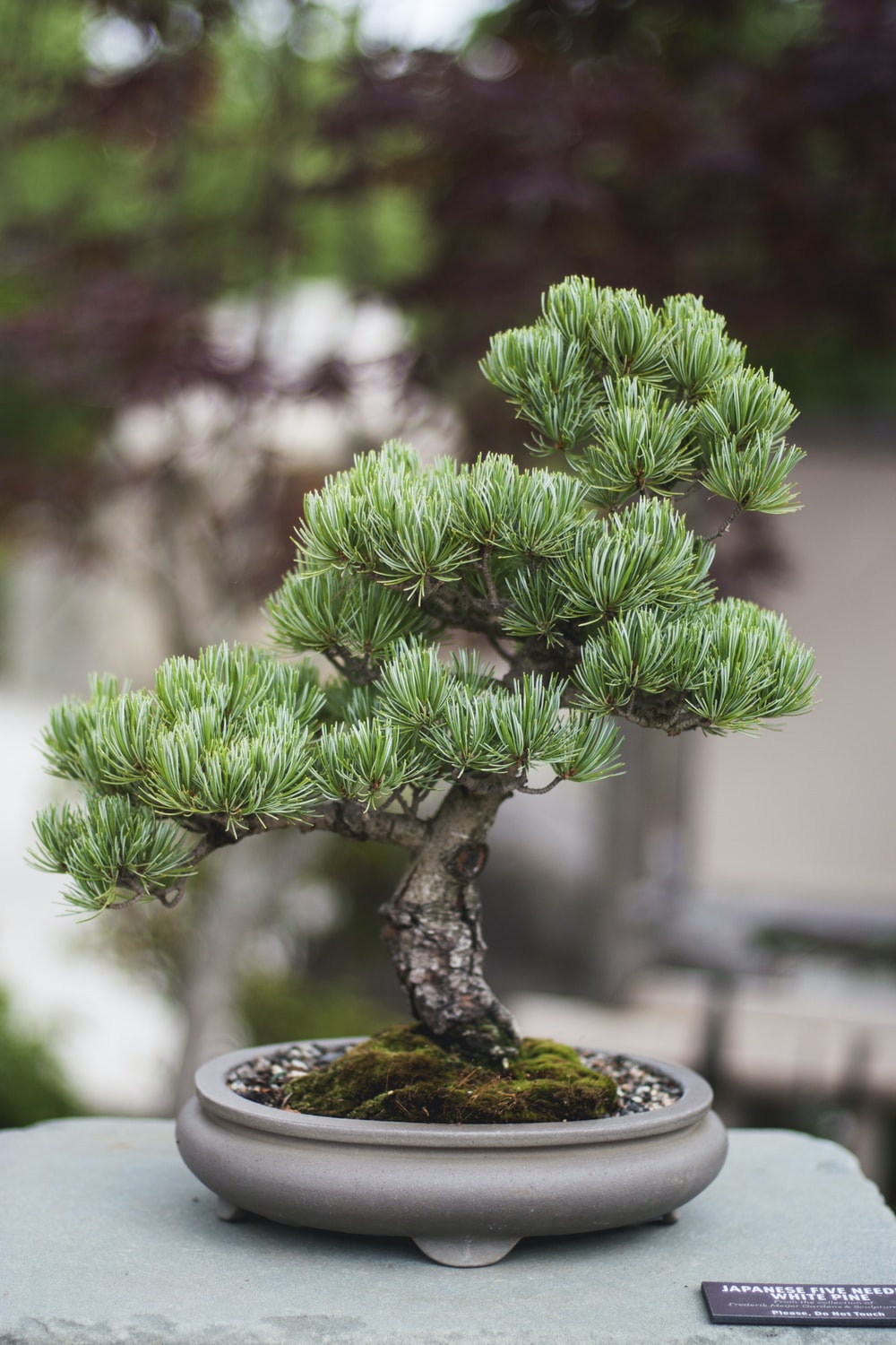 Bonsai Wallpapers