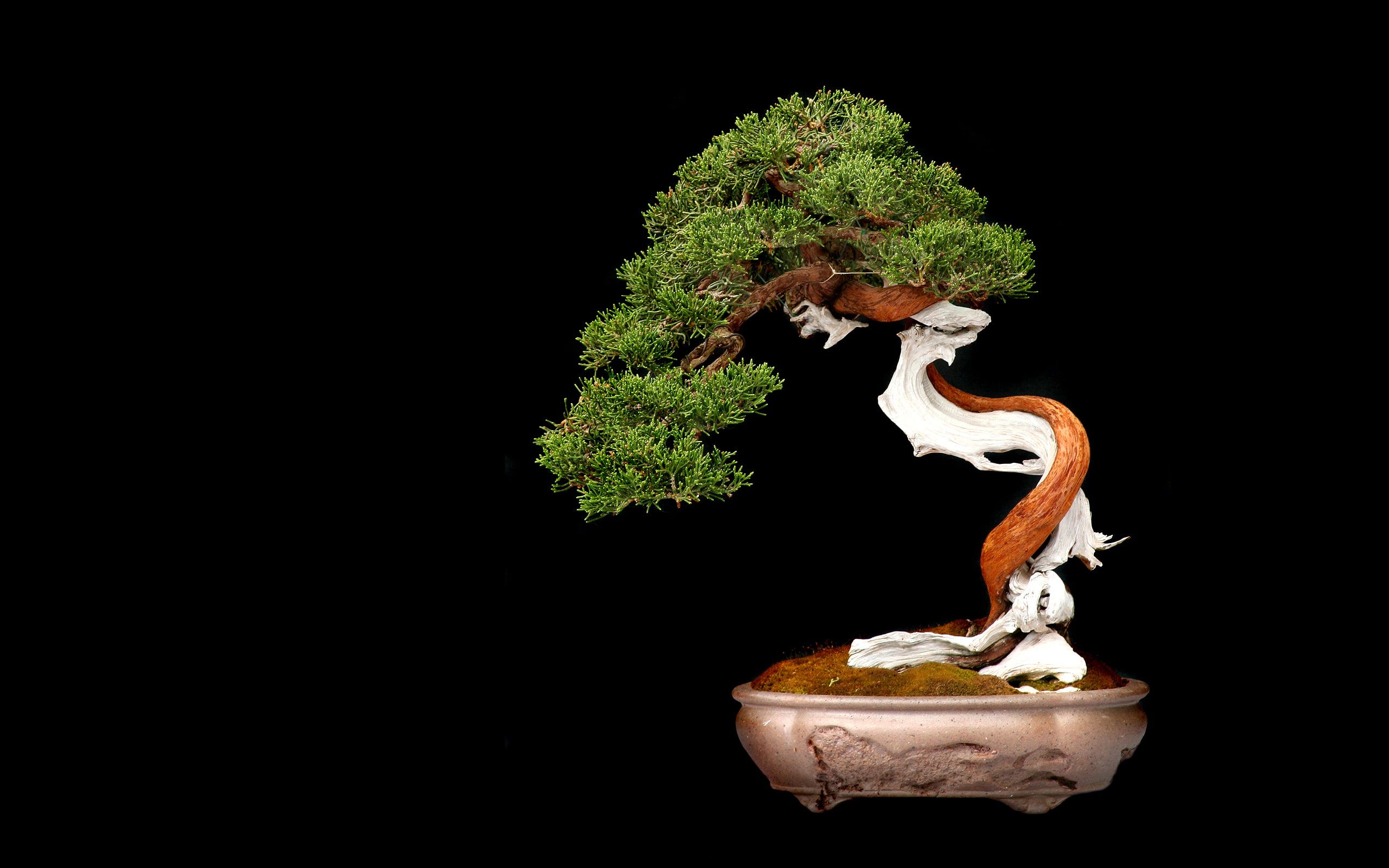 Bonsai Wallpapers