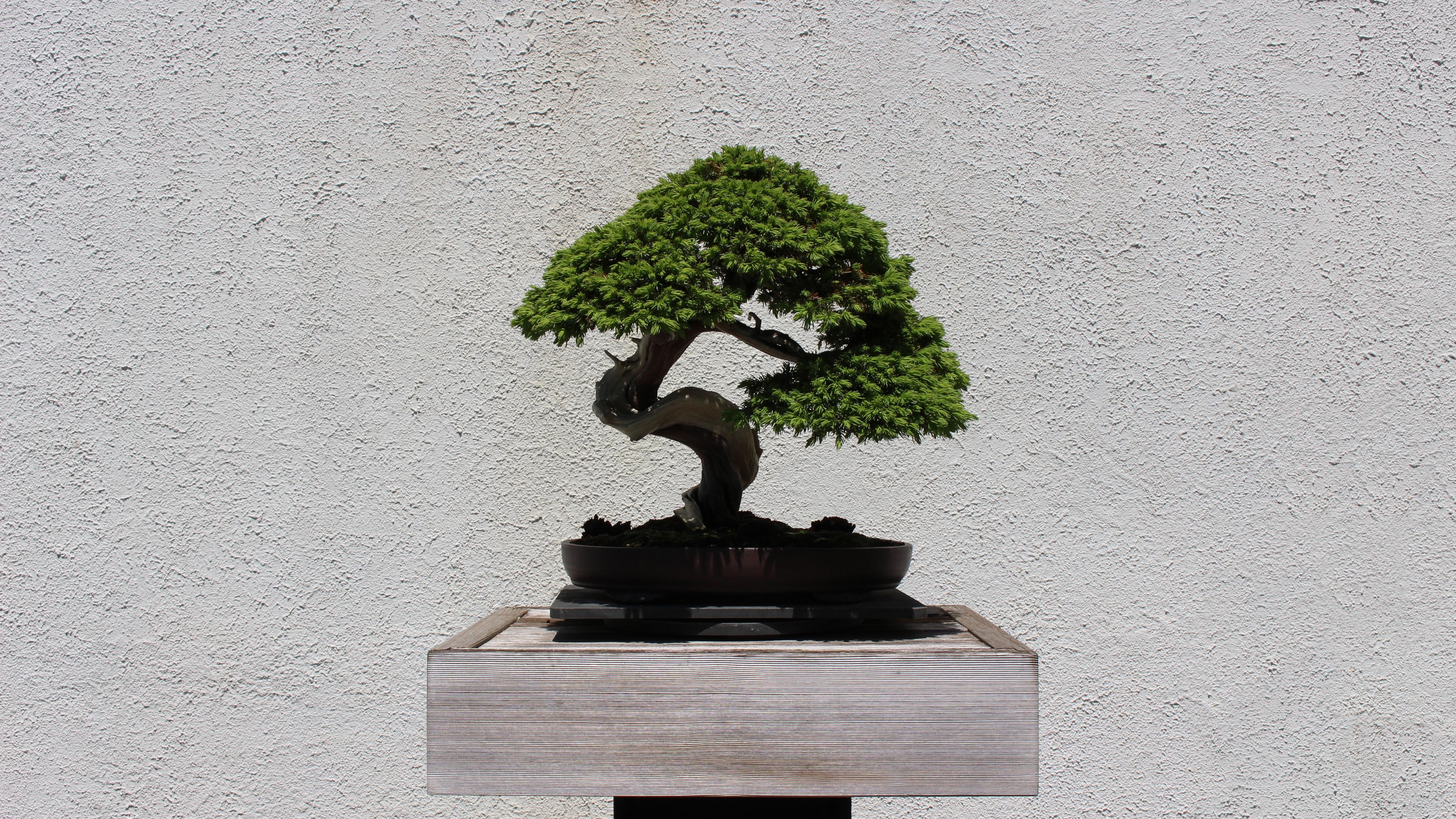 Bonsai Wallpapers