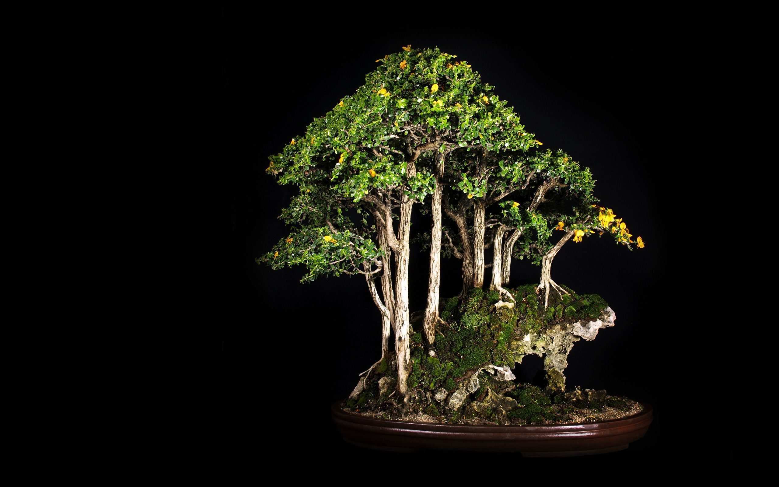 Bonsai Wallpapers