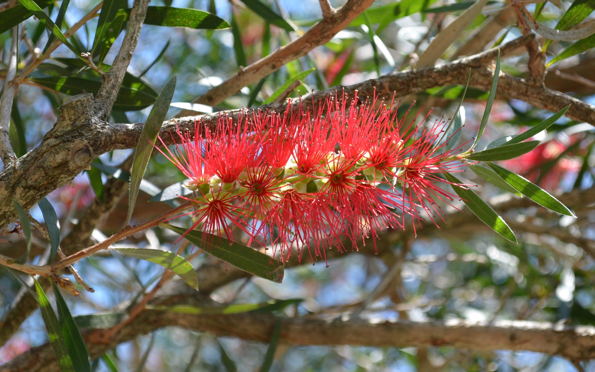 Bottlebrush Wallpapers