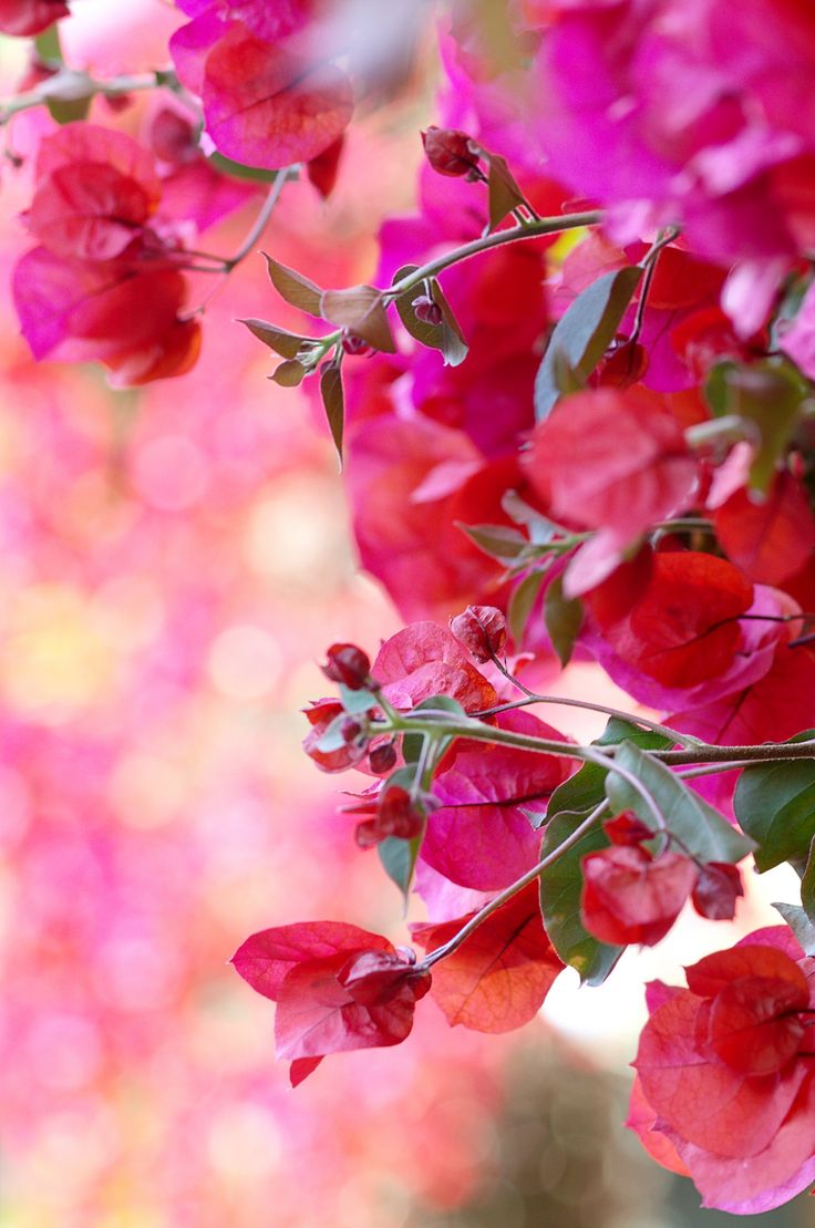 Bougainvillea Wallpapers