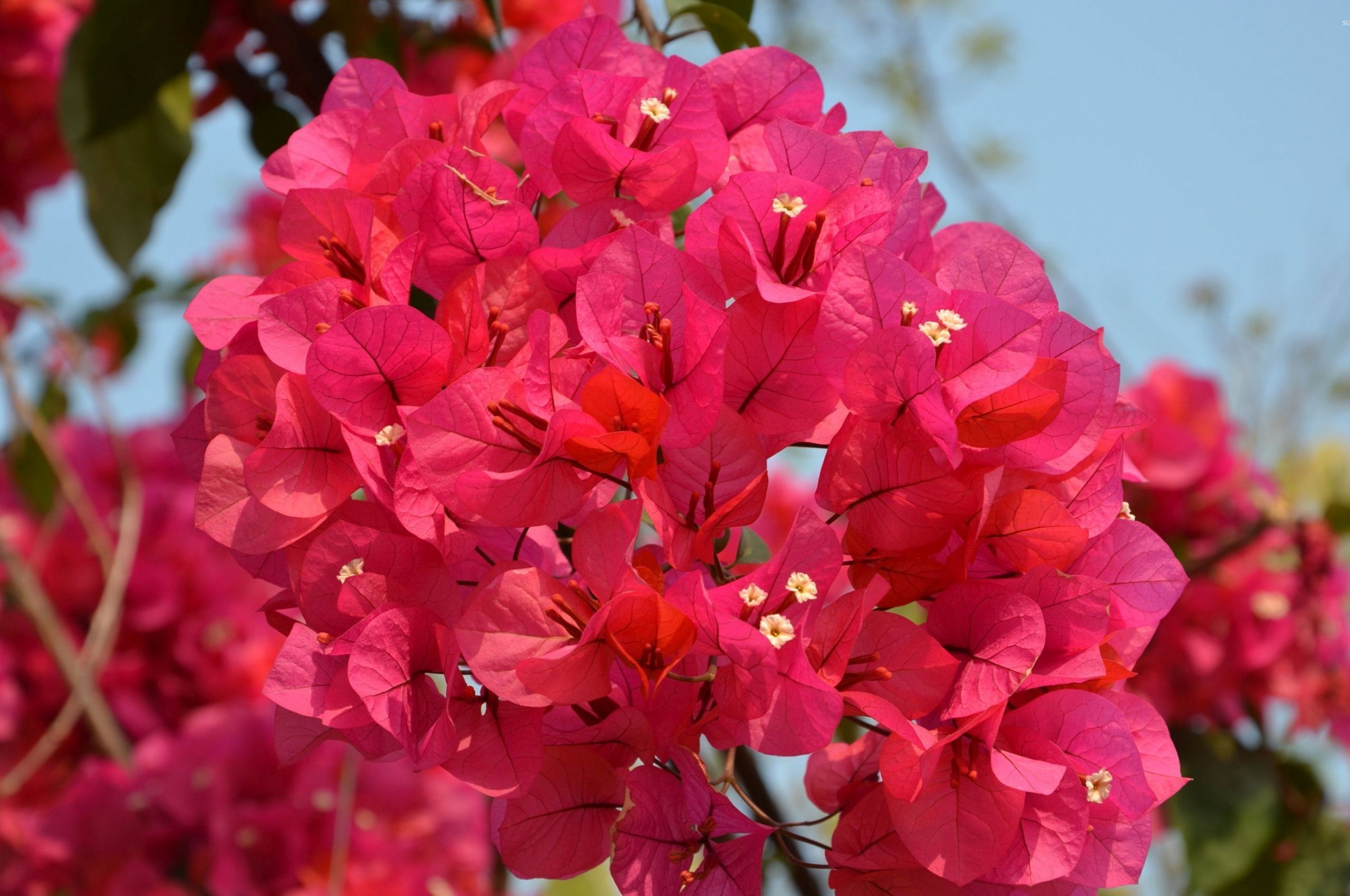 Bougainvillea Wallpapers