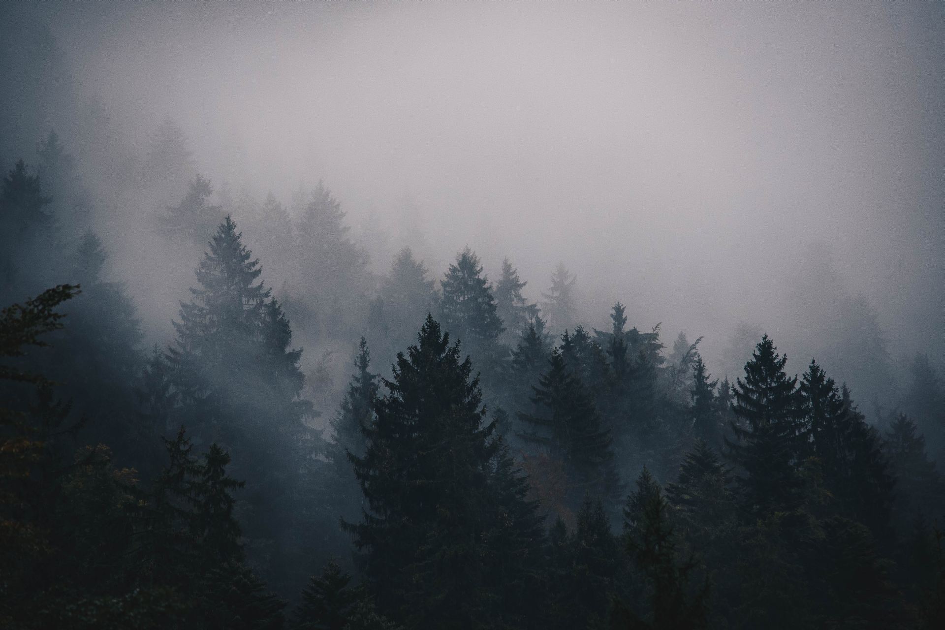 British Columbia Foggy Forest Wallpapers