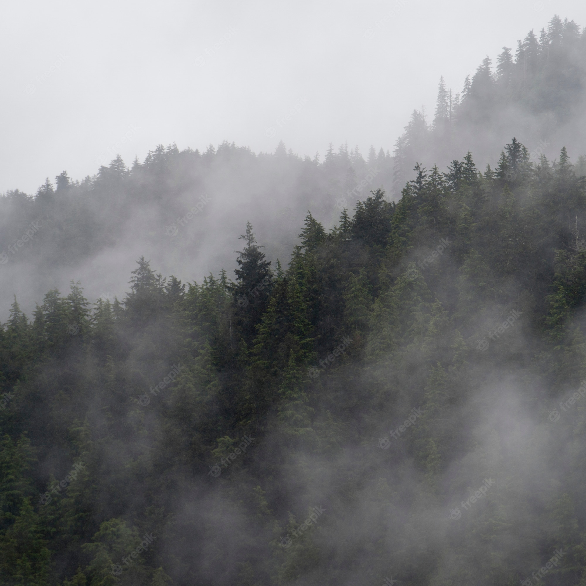 British Columbia Foggy Forest Wallpapers