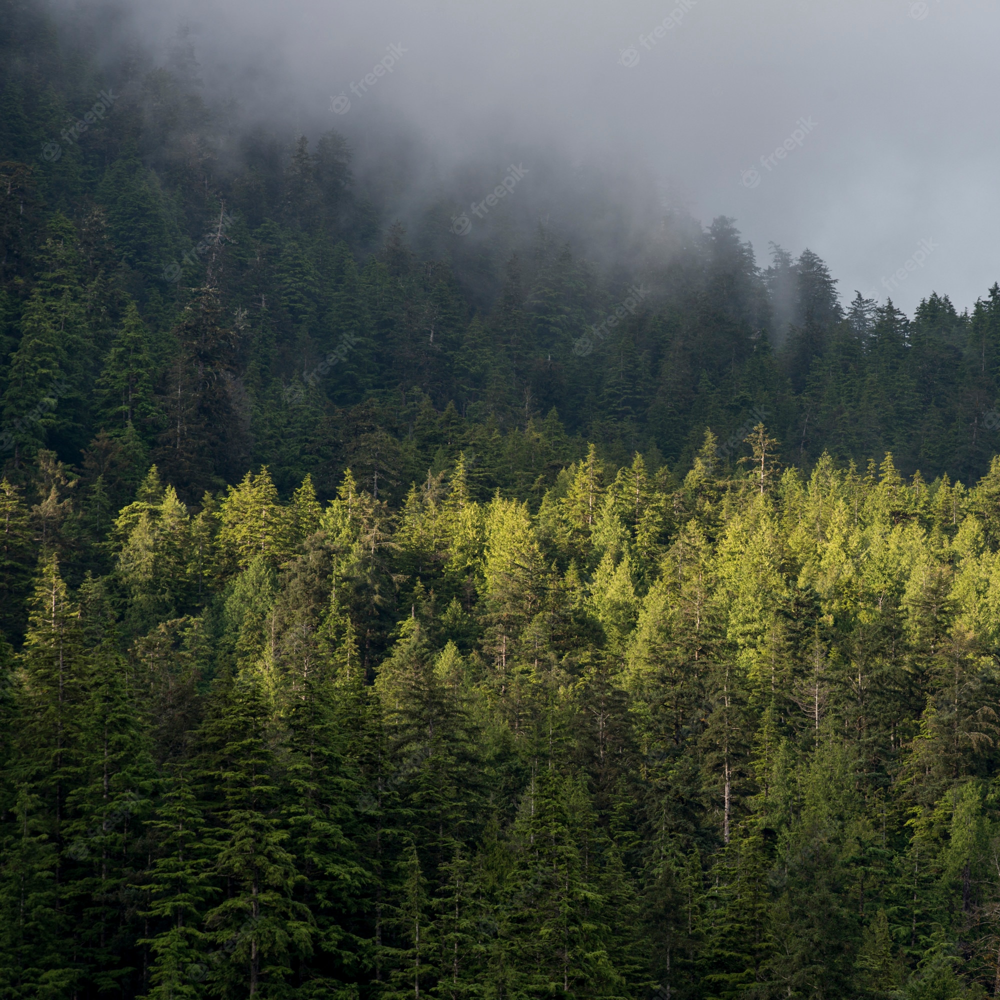 British Columbia Foggy Forest Wallpapers