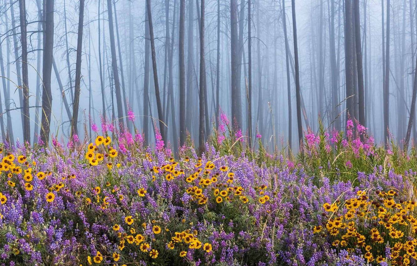 British Columbia Foggy Forest Wallpapers