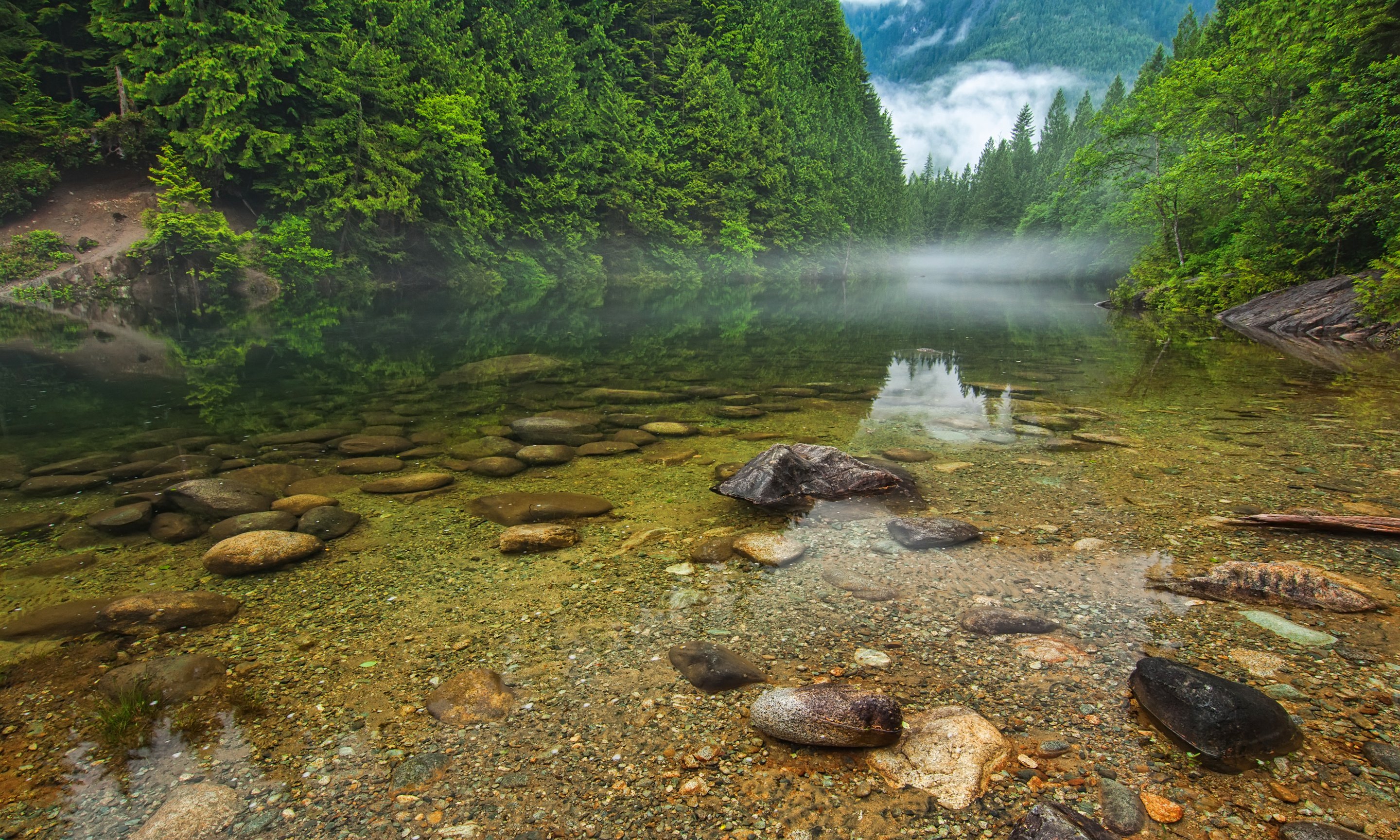 British Columbia Foggy Forest Wallpapers