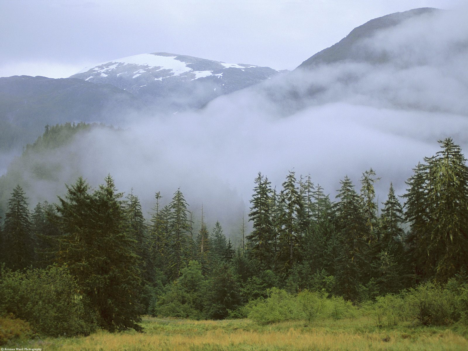 British Columbia Foggy Forest Wallpapers