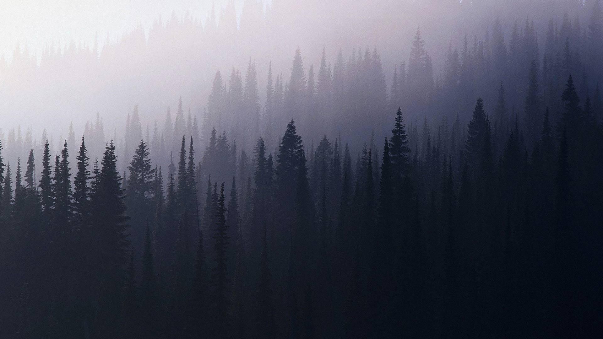 British Columbia Foggy Forest Wallpapers