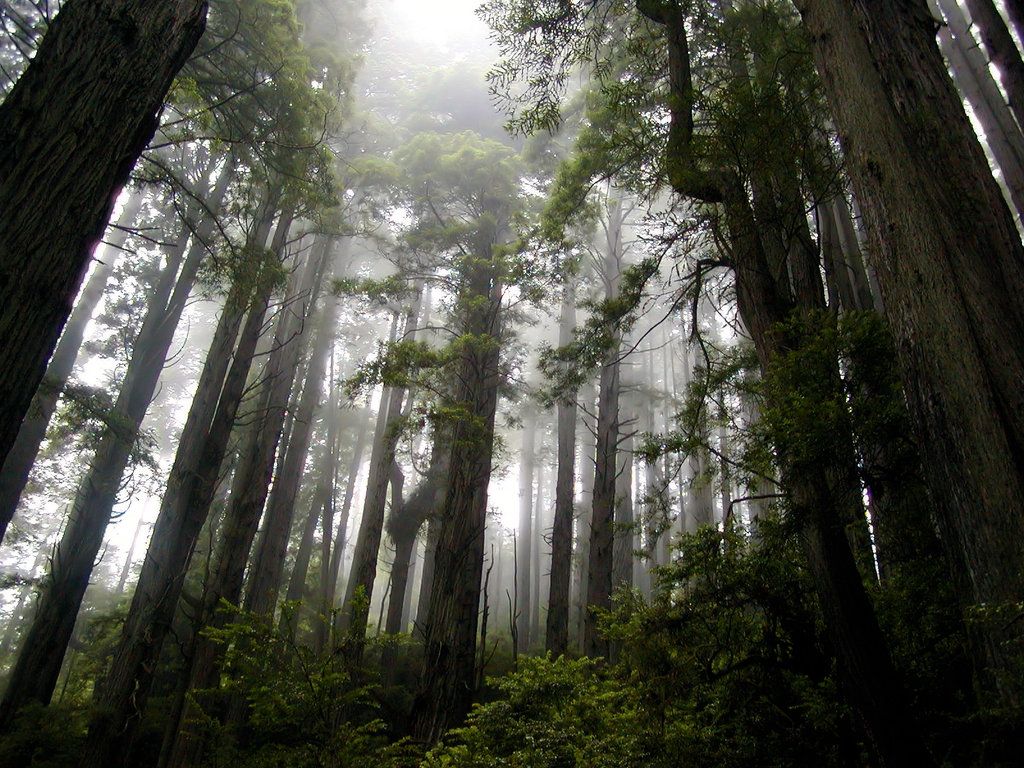 British Columbia Foggy Forest Wallpapers