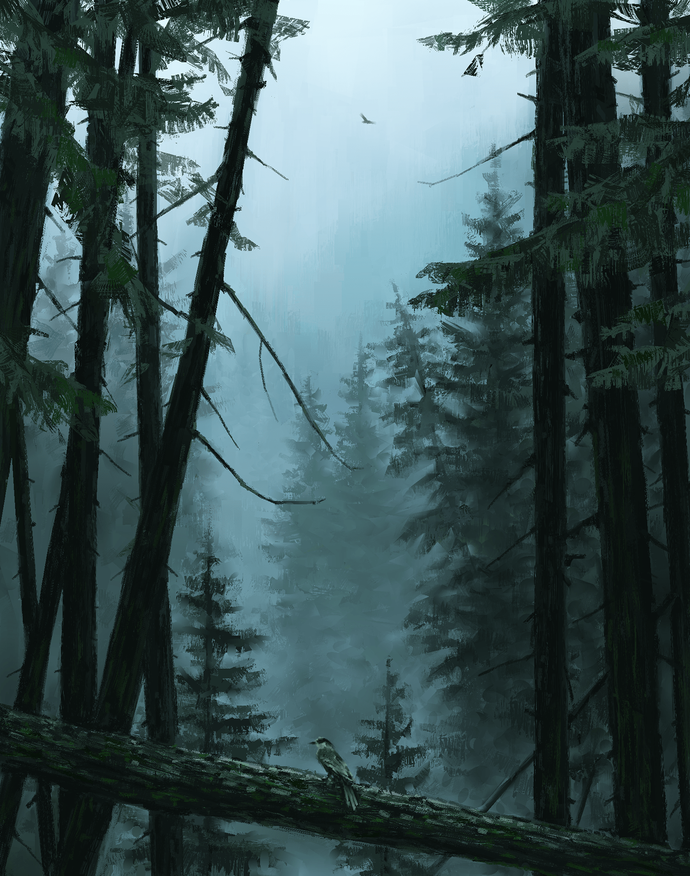 British Columbia Foggy Forest Wallpapers