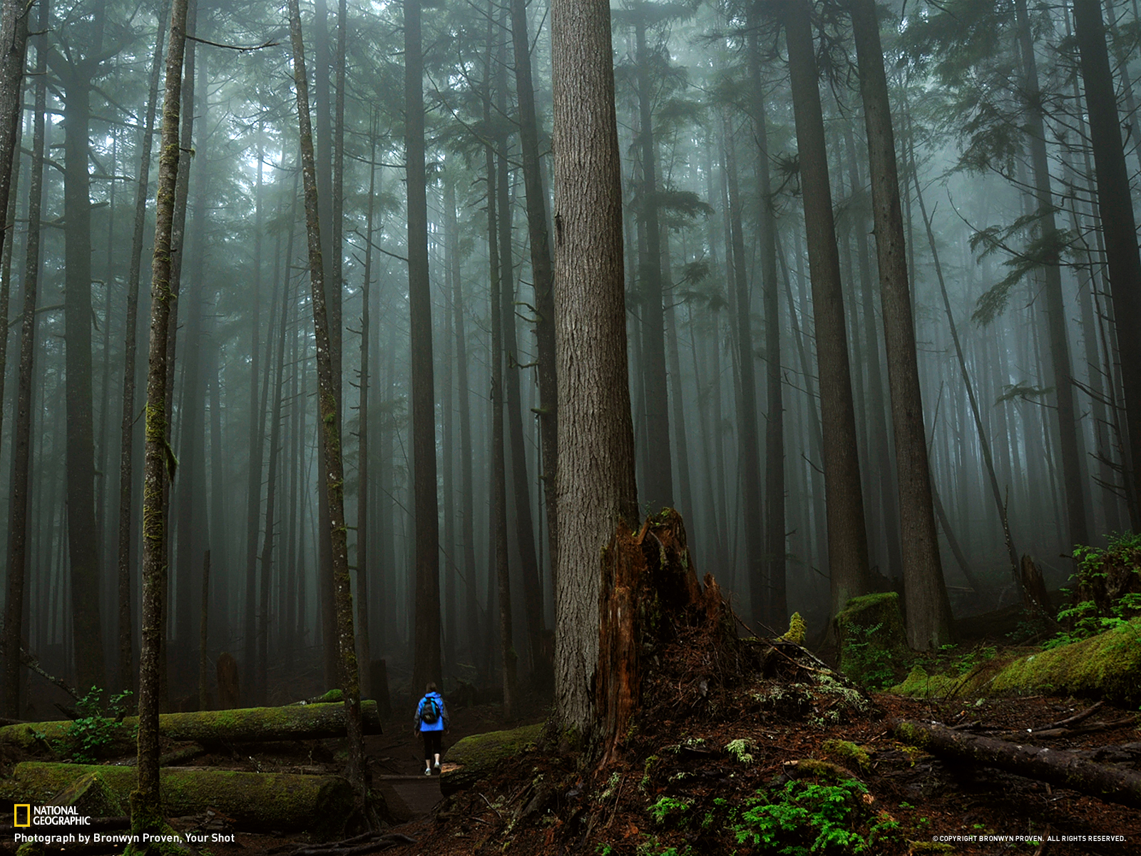 British Columbia Foggy Forest Wallpapers