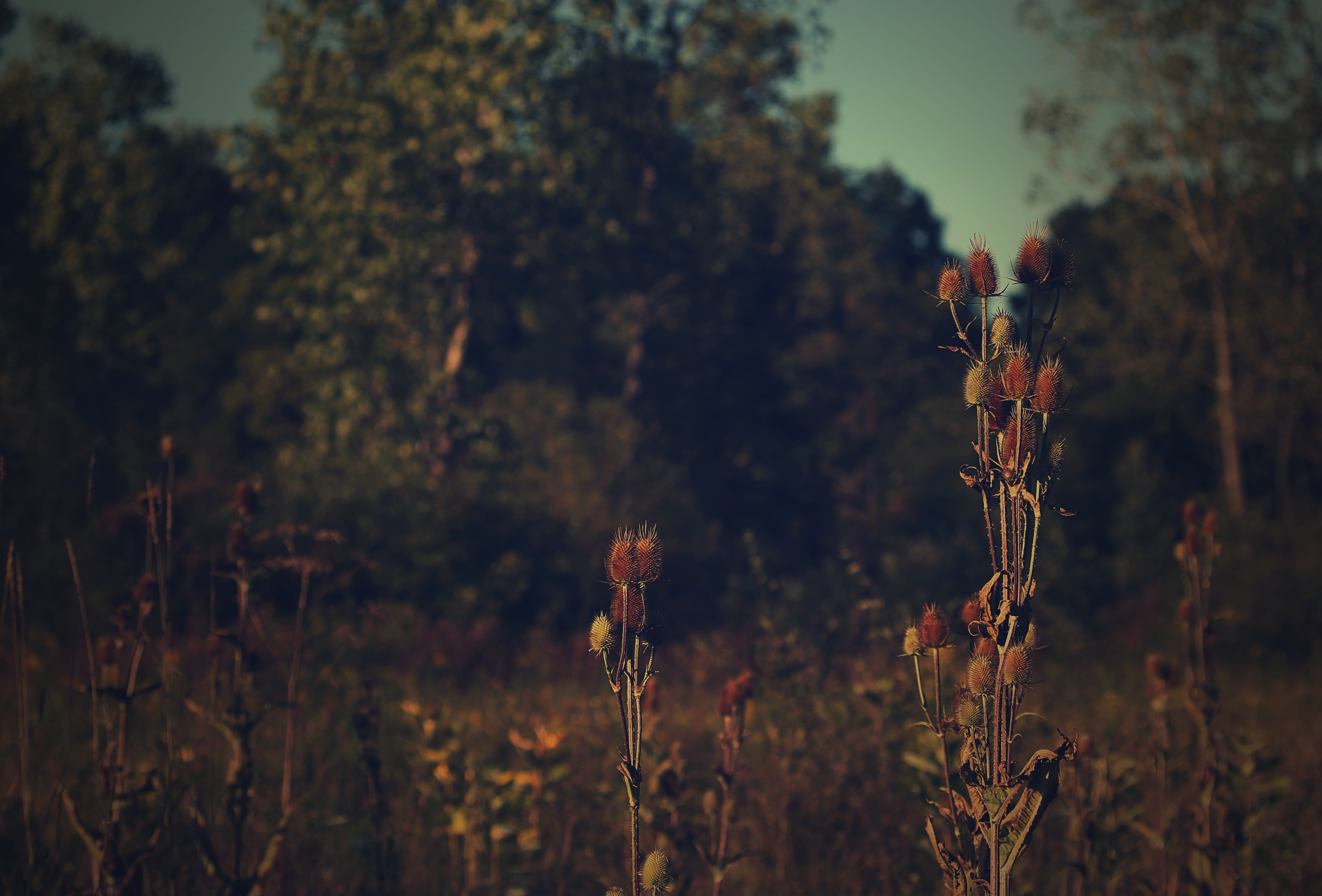 Brown Field Night Wallpapers