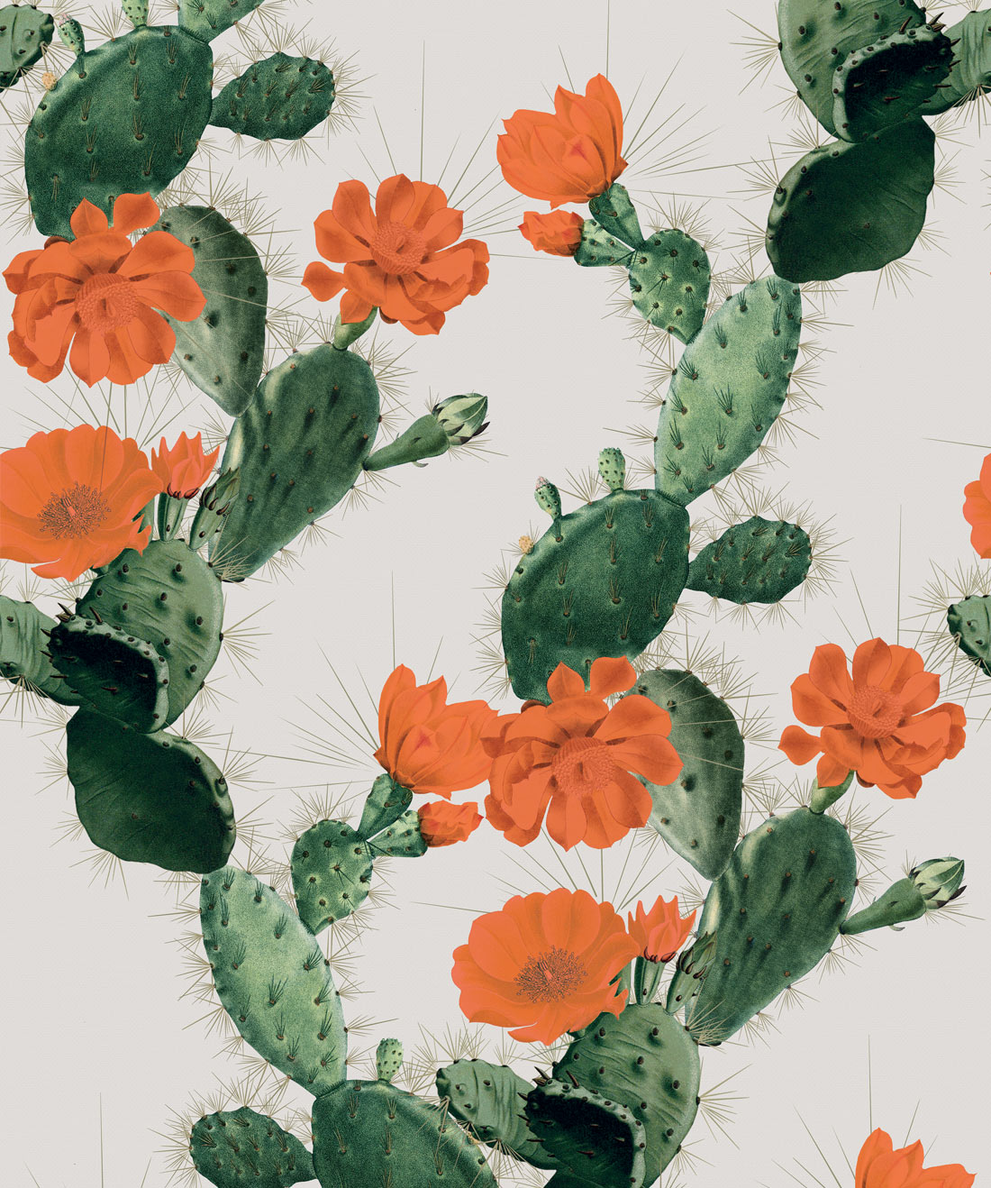 Cactus Wallpapers