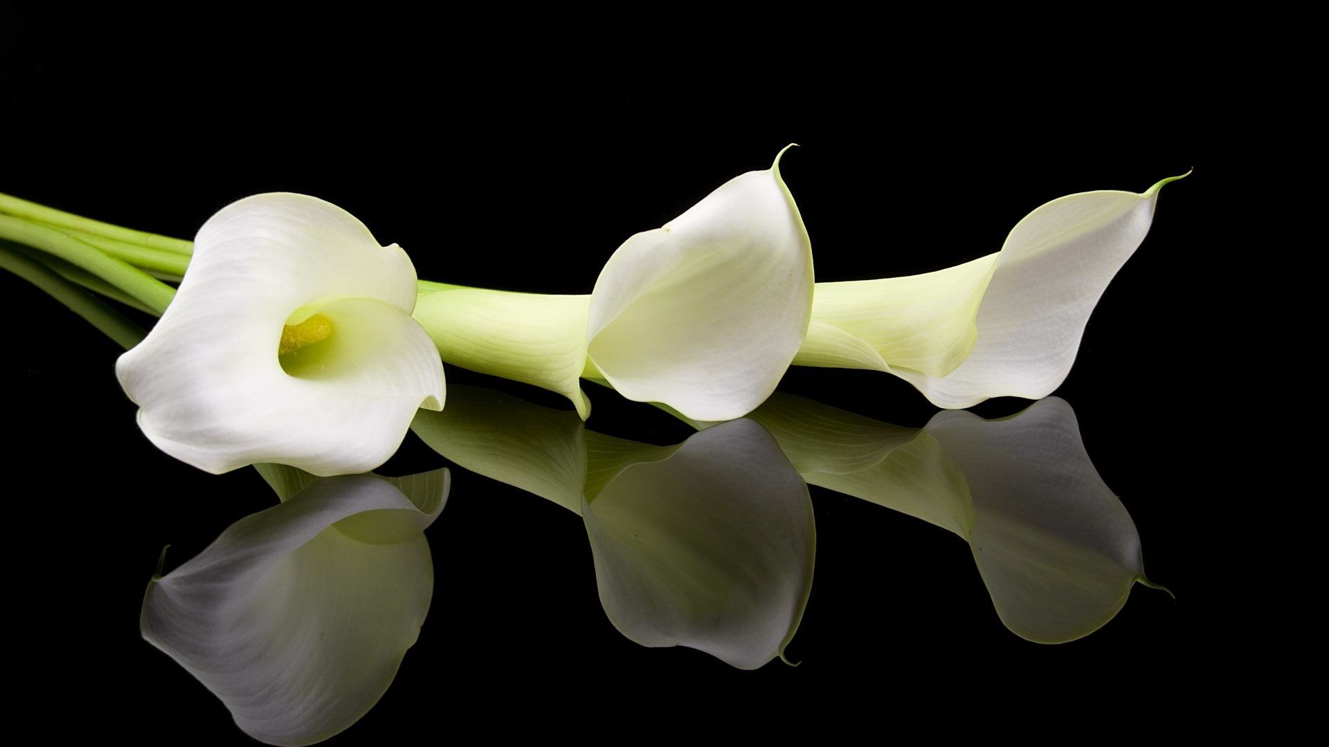 Calla Lily Wallpapers