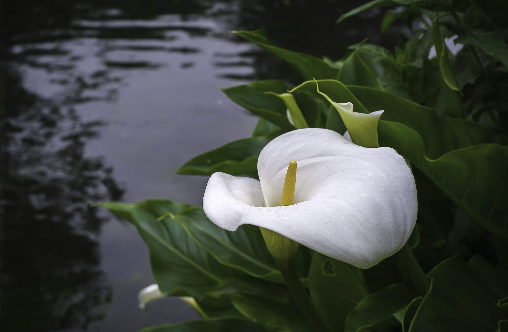 Calla Lily Wallpapers