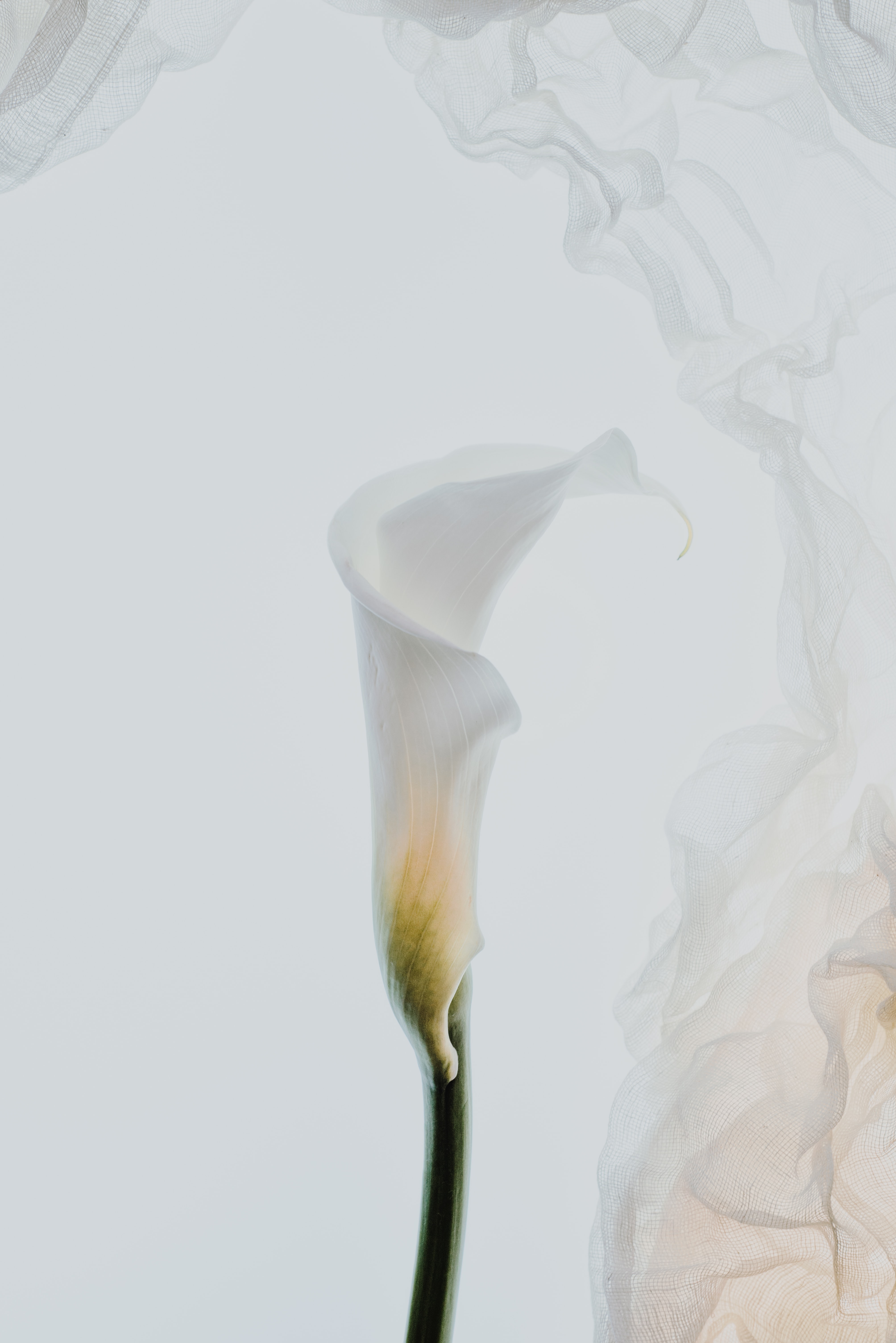 Calla Lily Wallpapers