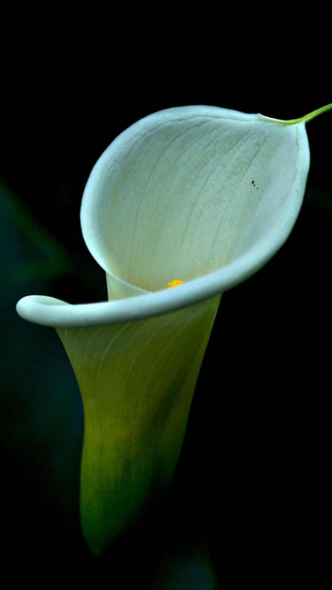 Calla Lily Wallpapers