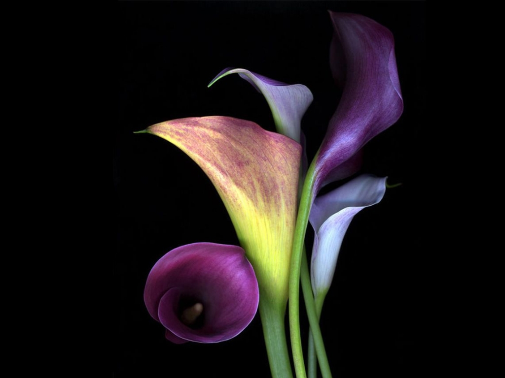 Calla Lily Wallpapers