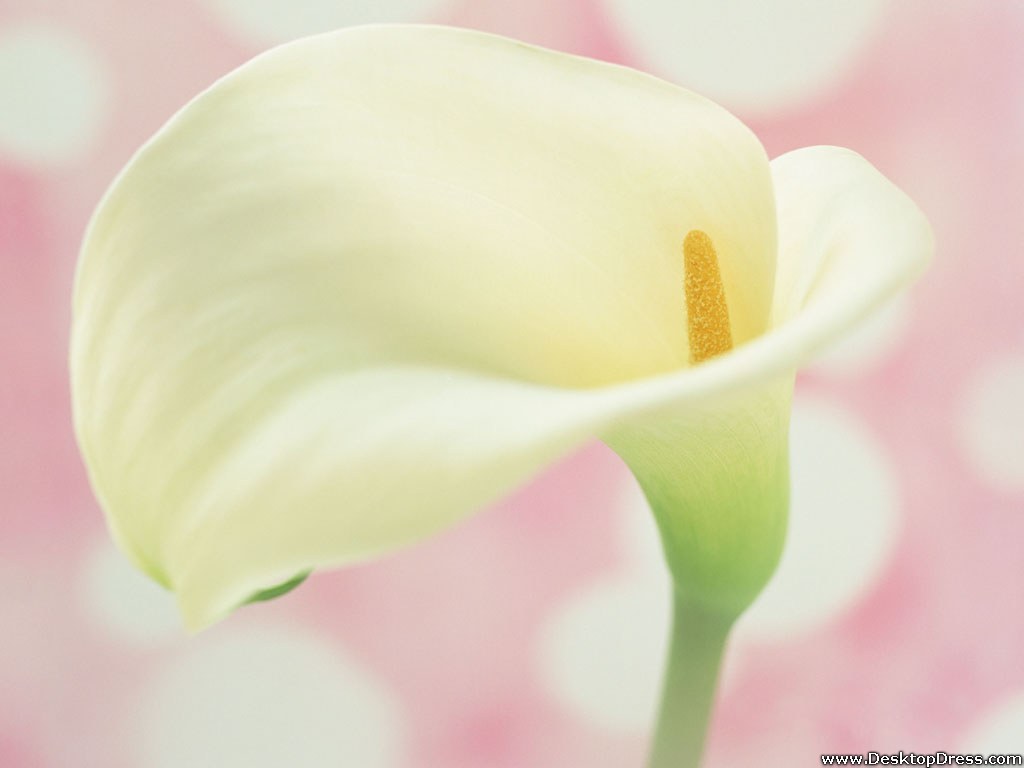 Calla Lily Wallpapers