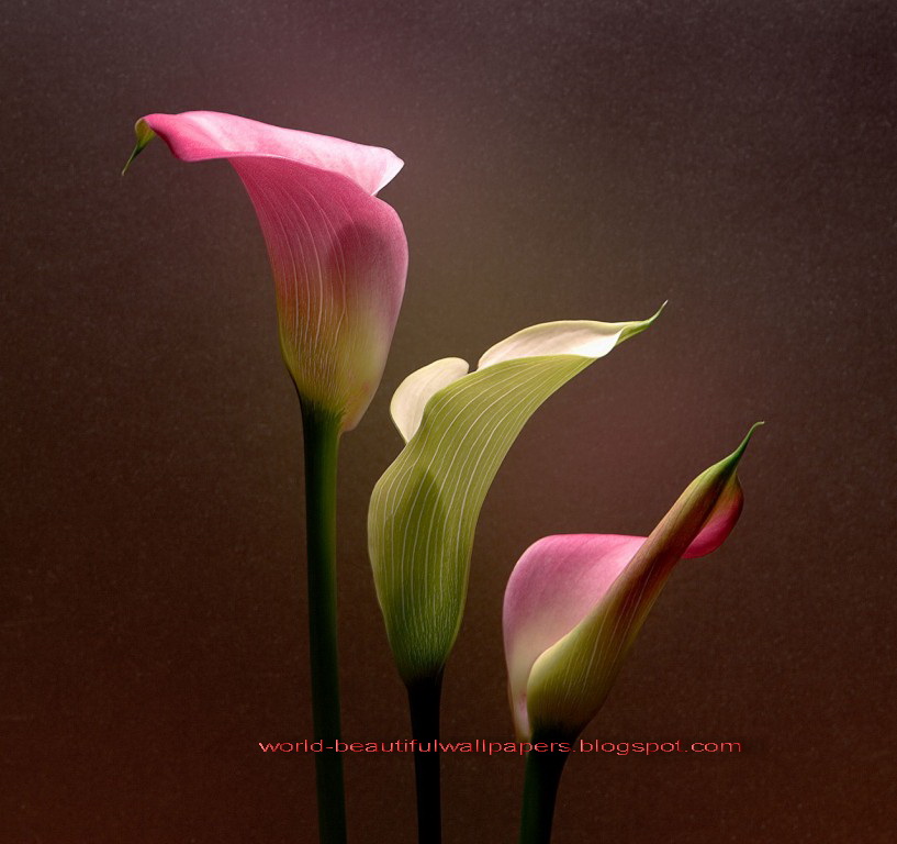 Calla Lily Wallpapers