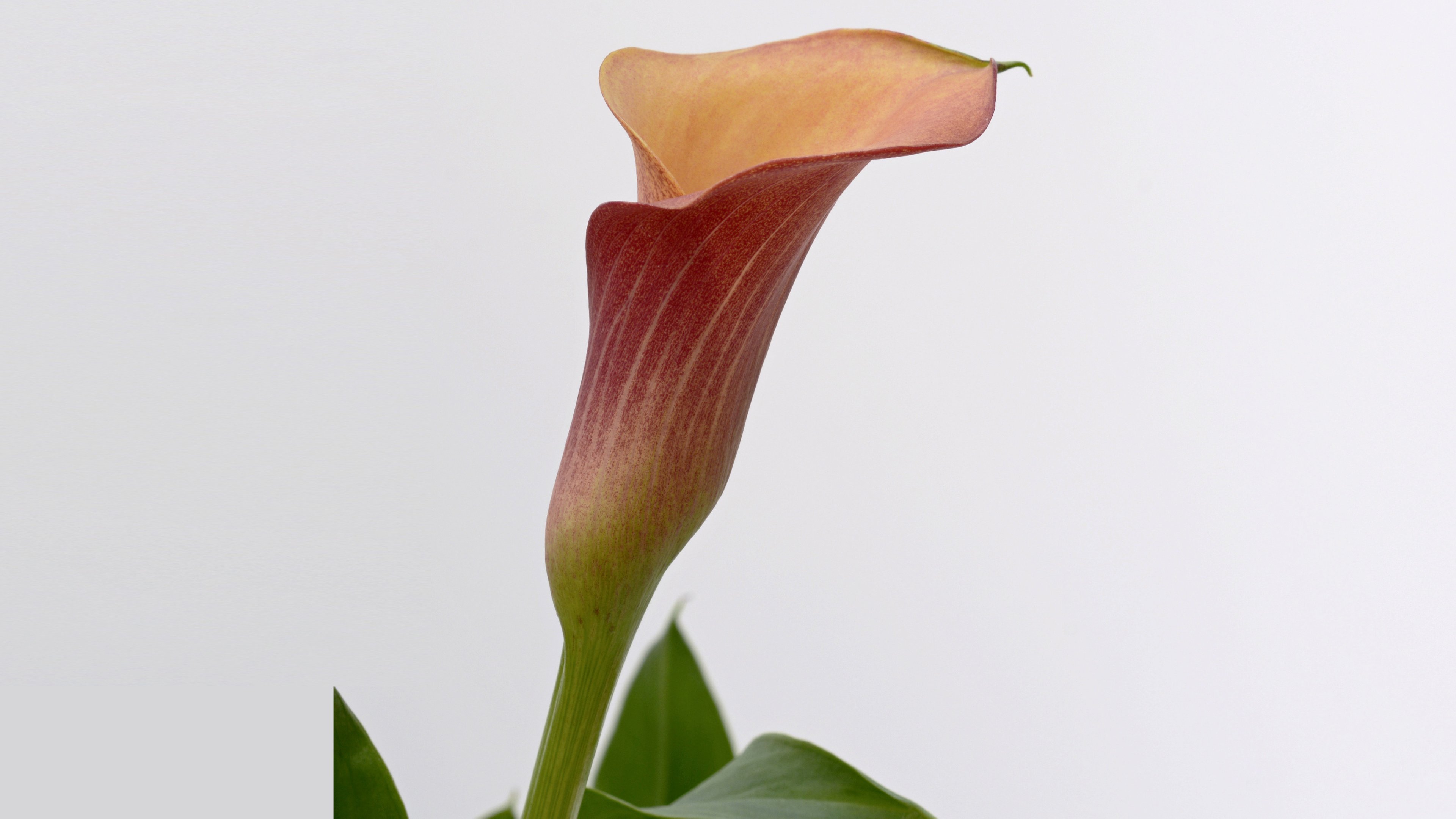 Calla Lily Wallpapers