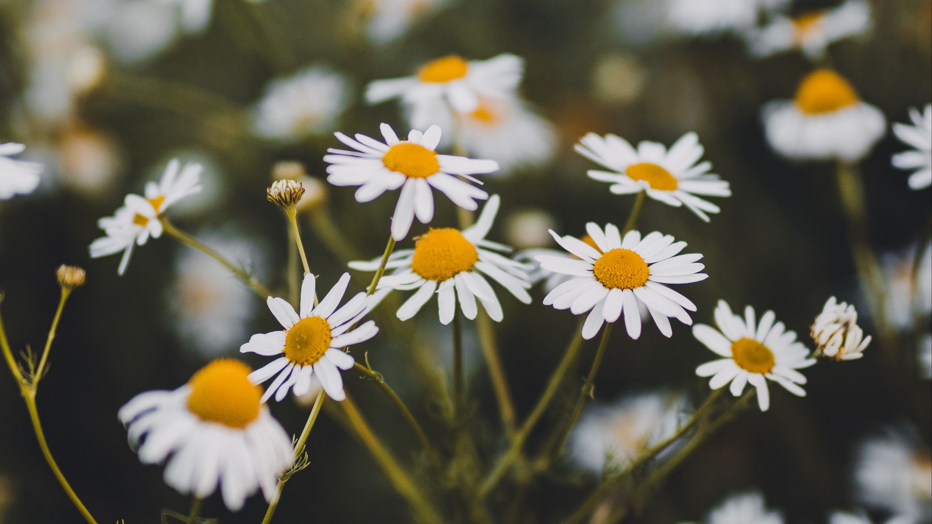 Camomile Wallpapers