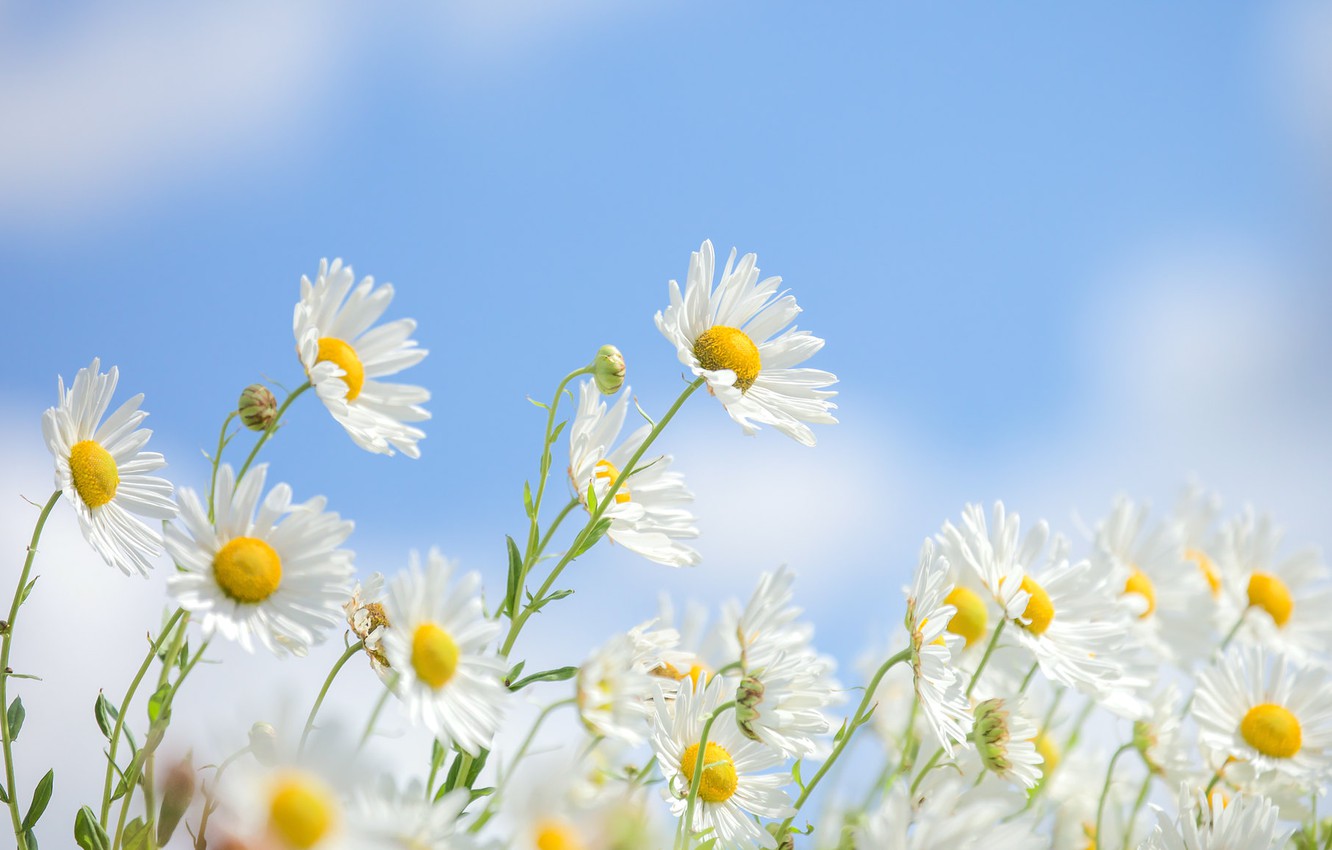 Camomile Wallpapers