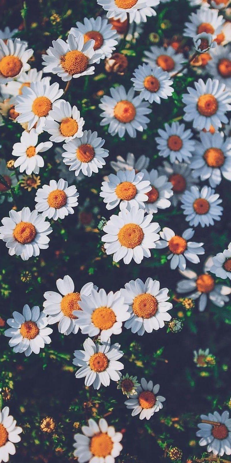 Camomile Wallpapers