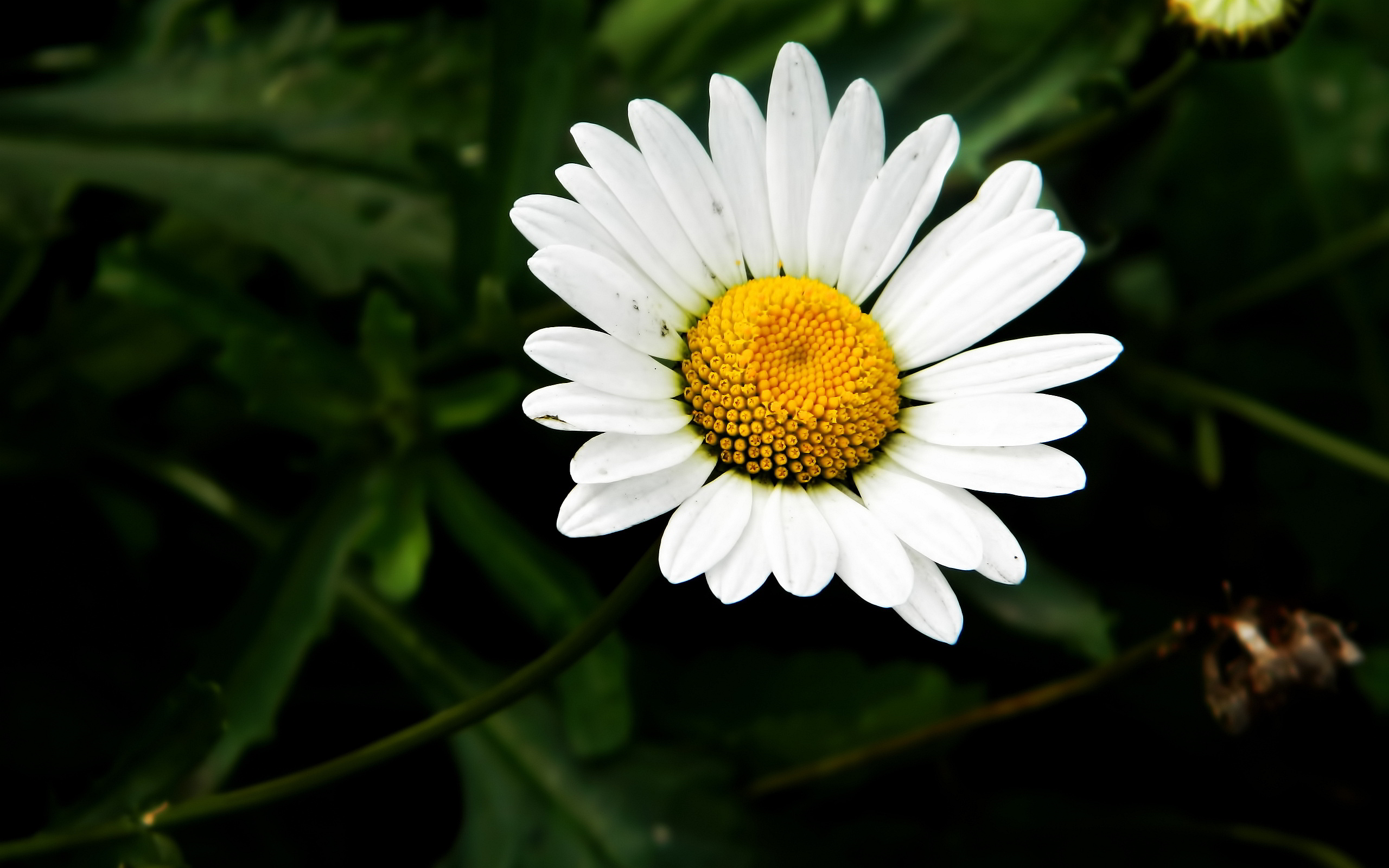 Camomile Wallpapers