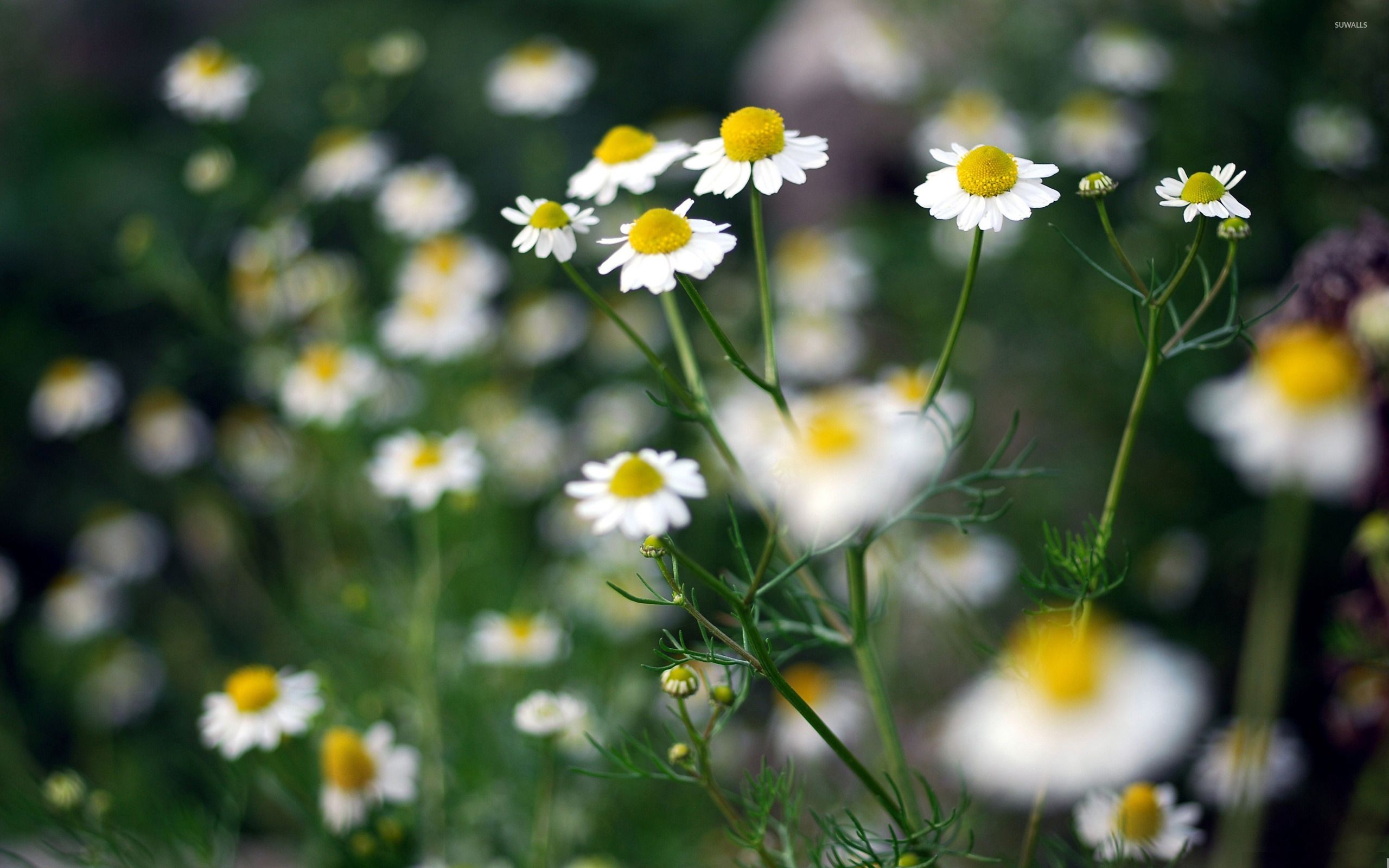 Camomile Wallpapers