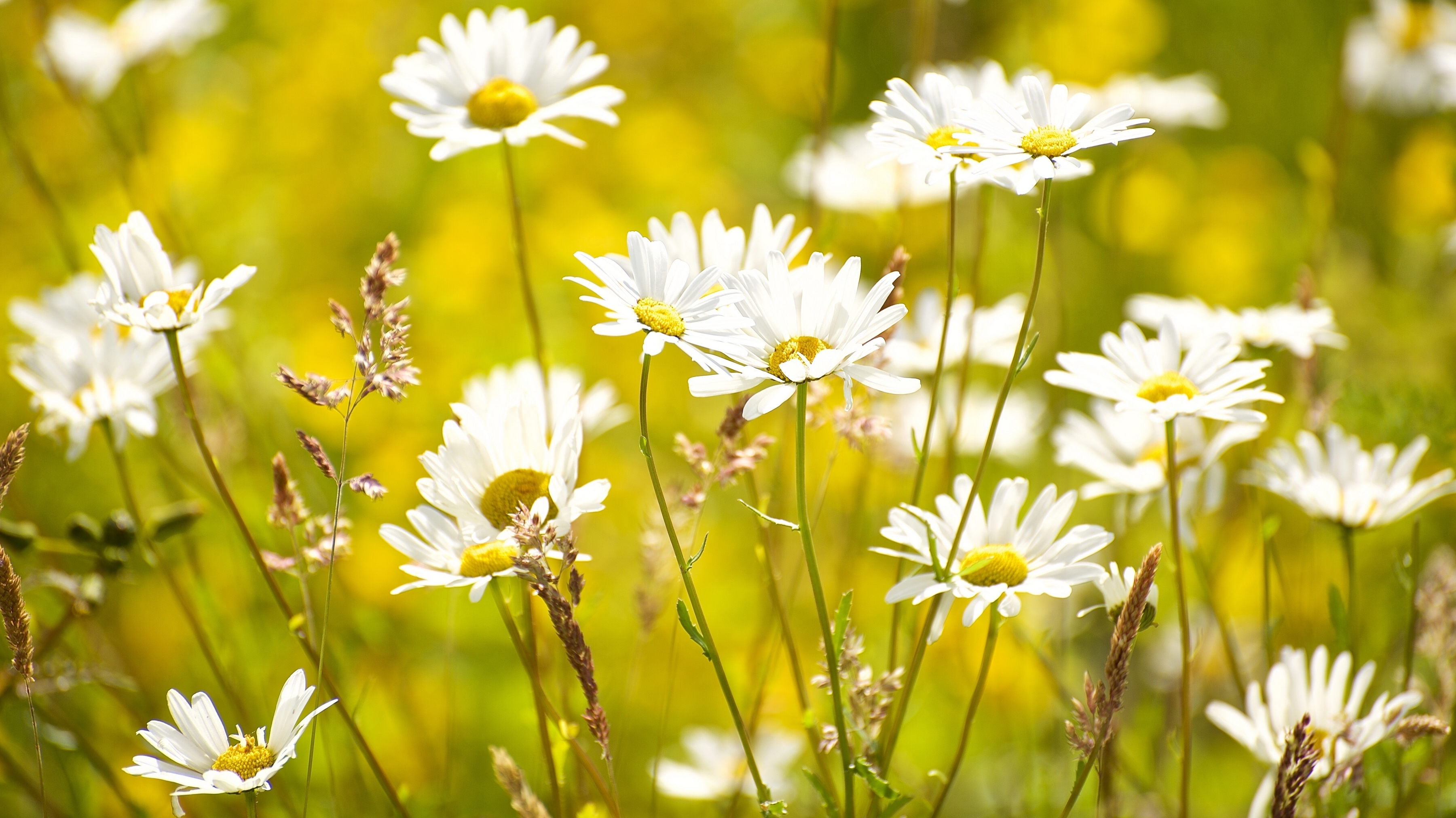 Camomile Wallpapers