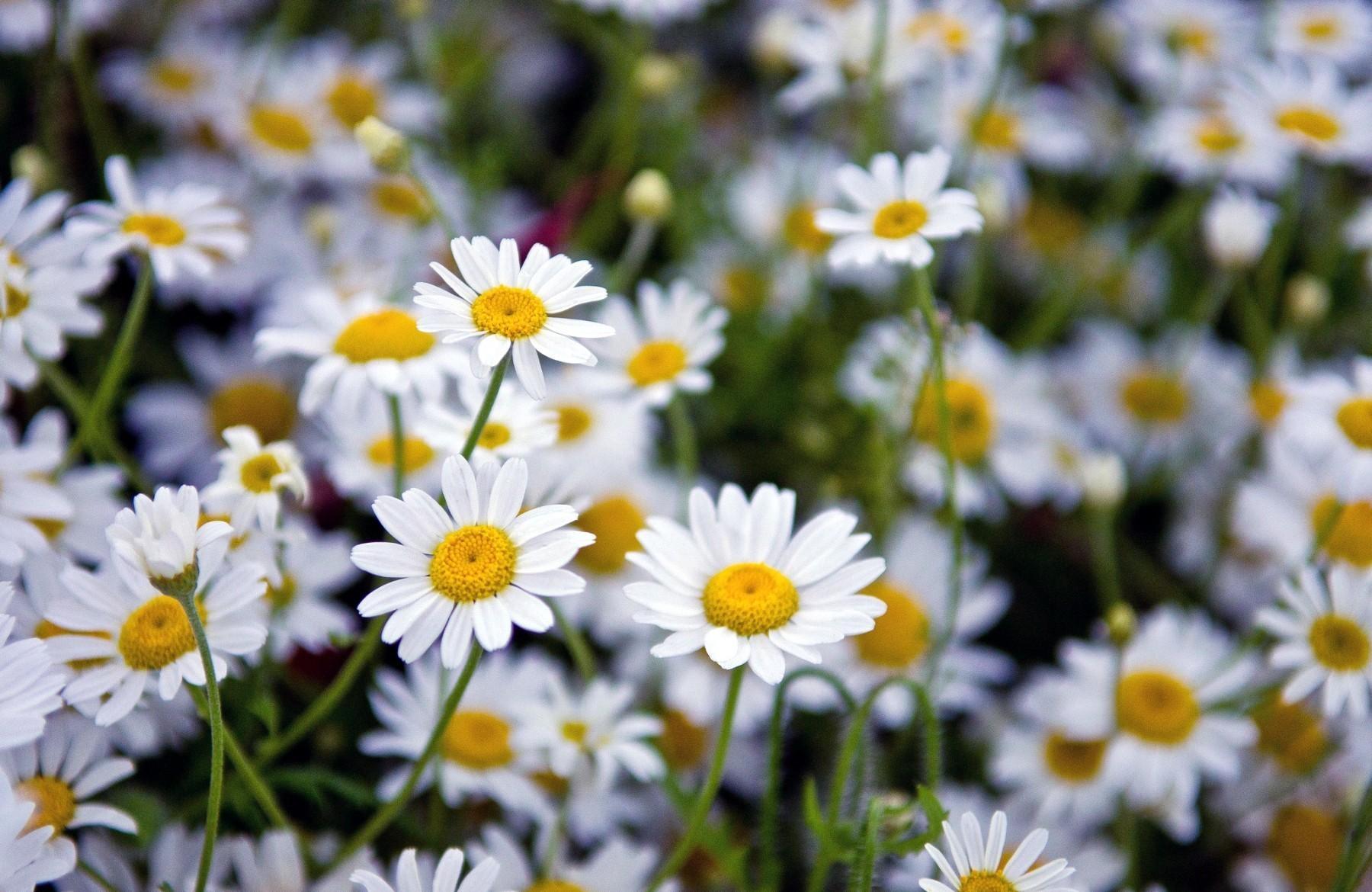 Camomile Wallpapers