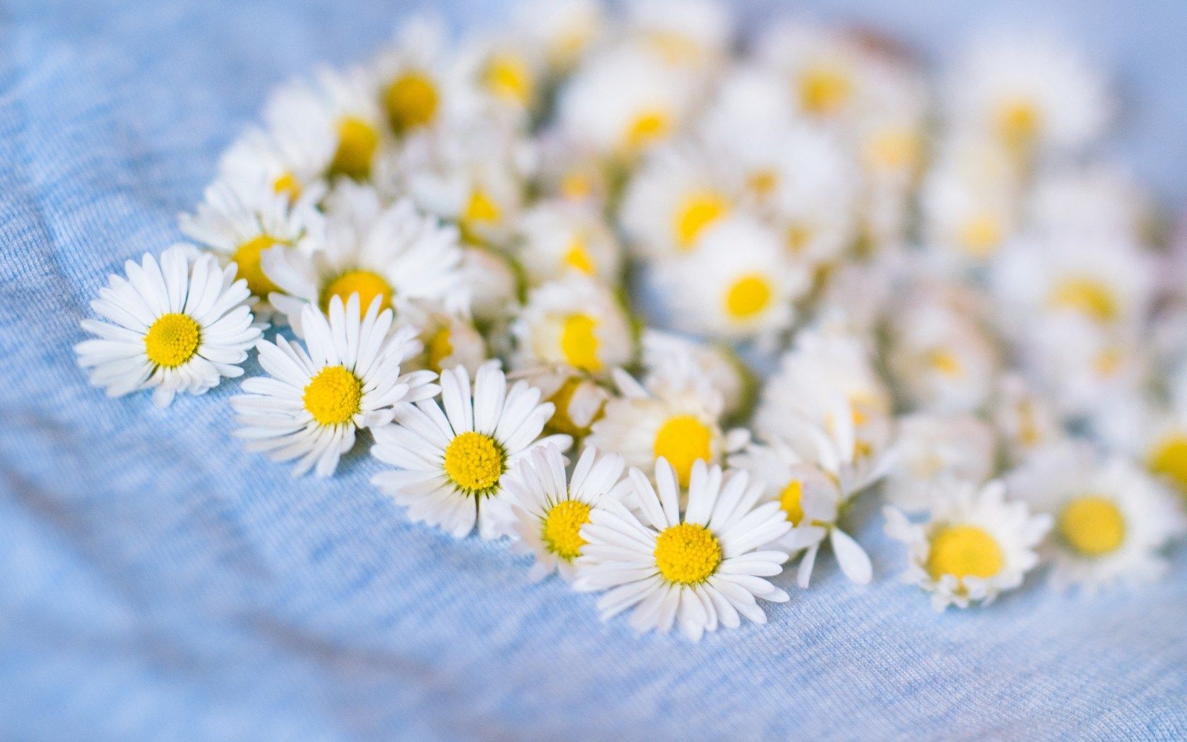 Camomile Wallpapers