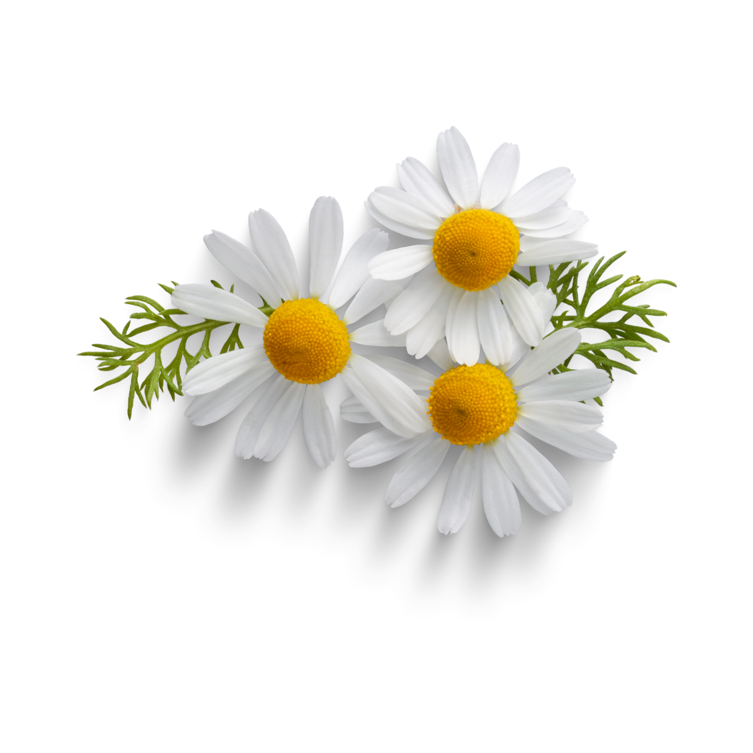 Camomile Wallpapers