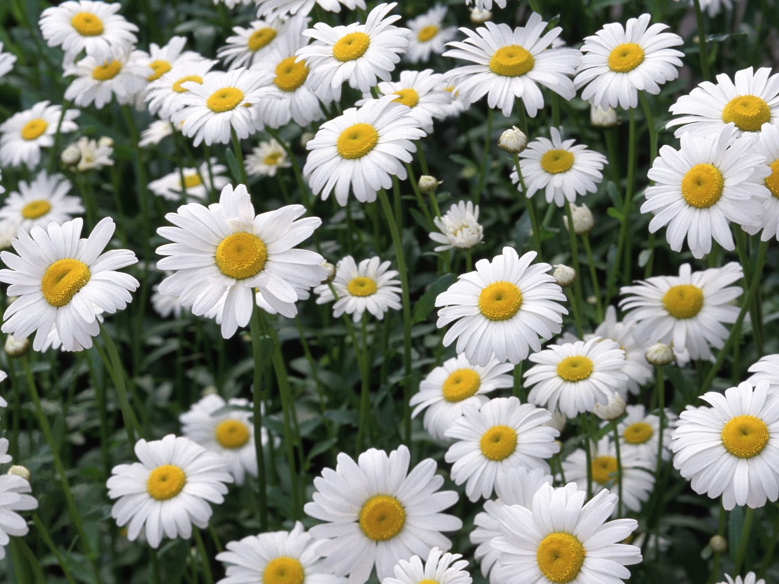 Camomile Wallpapers