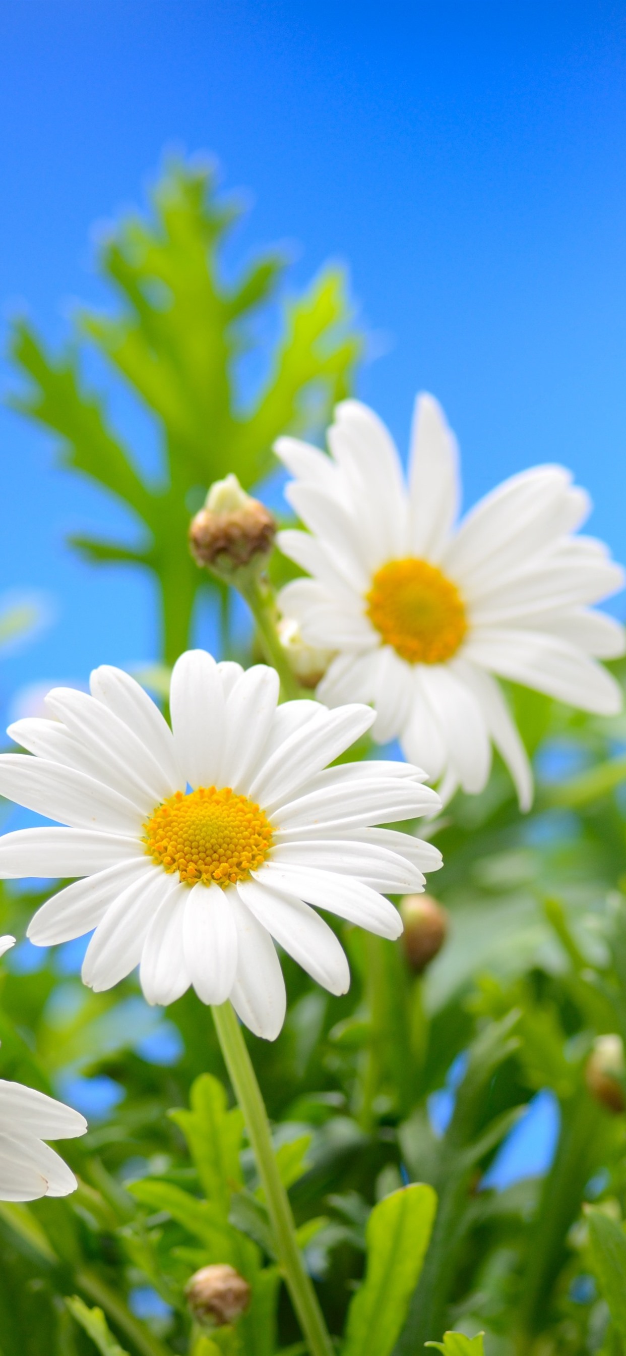 Camomile Wallpapers