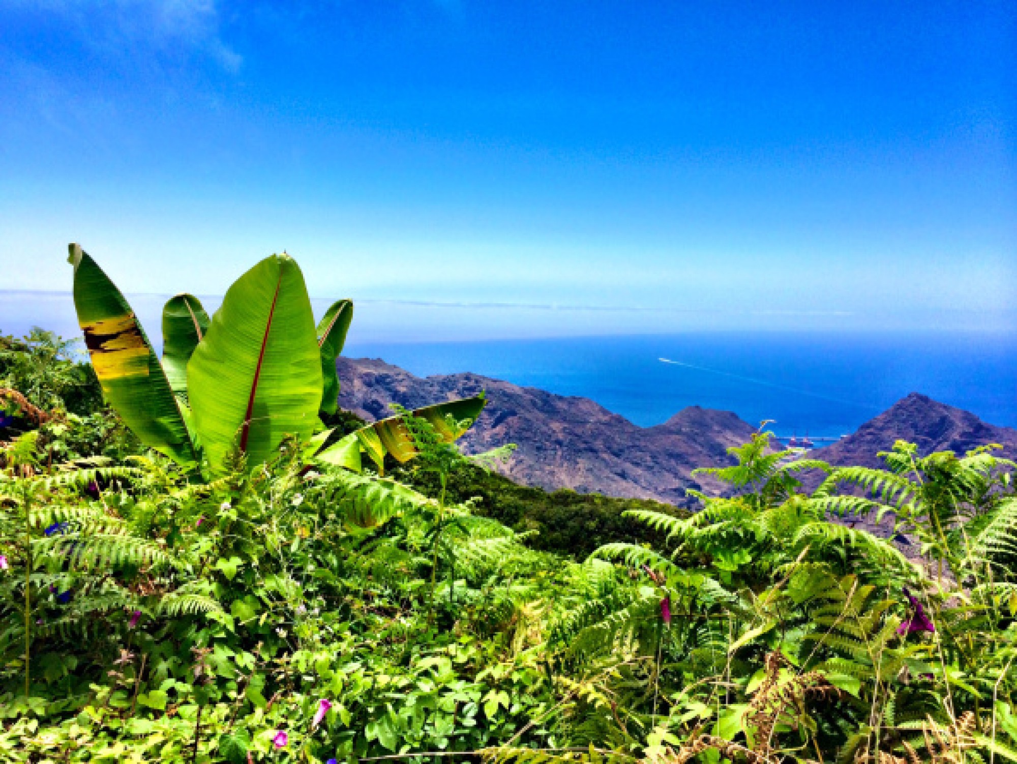 Canary Islands Vineyard Wallpapers