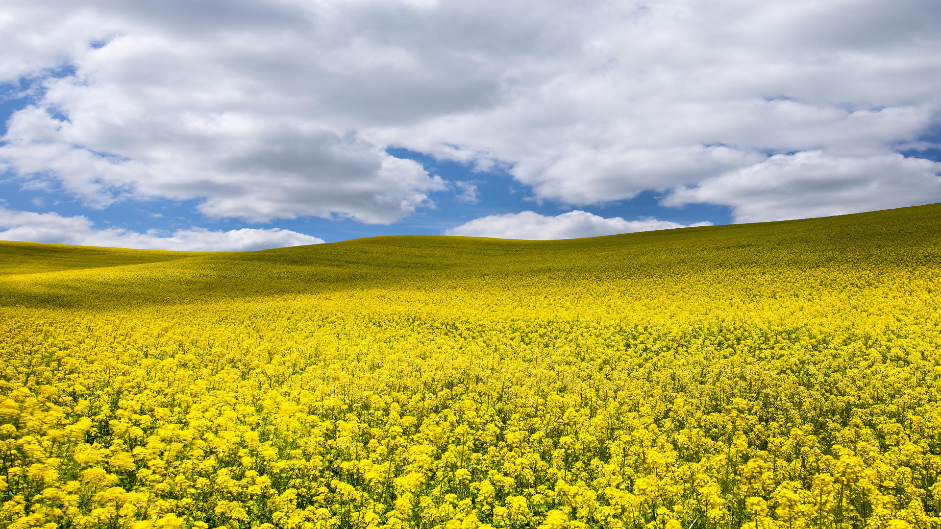 Canola Wallpapers