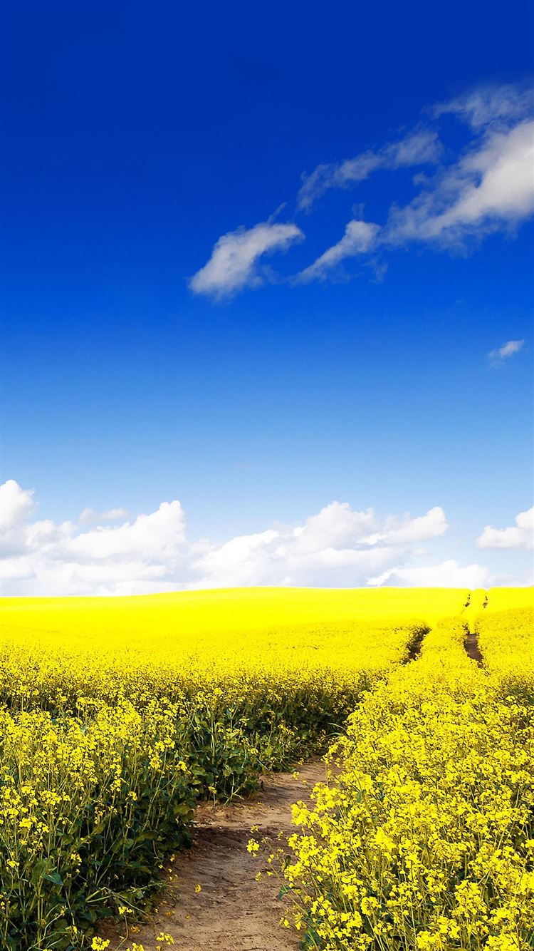 Canola Wallpapers