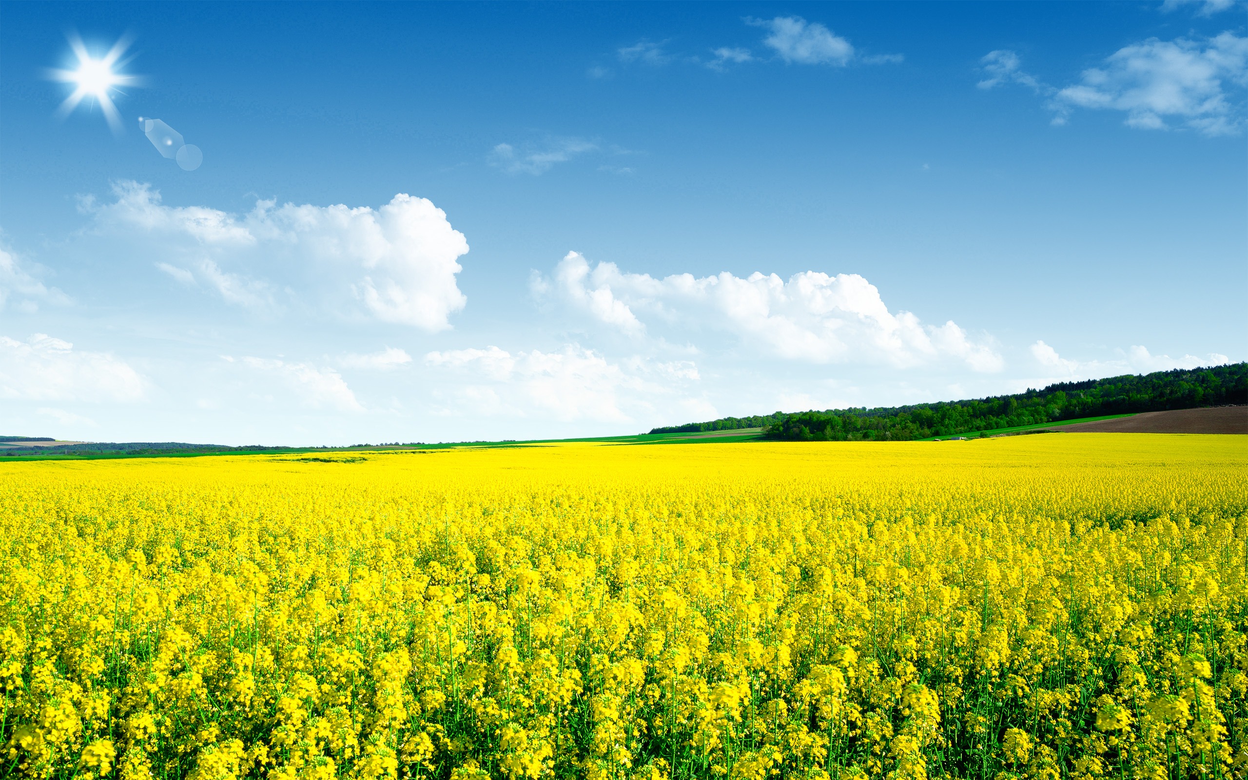 Canola Wallpapers