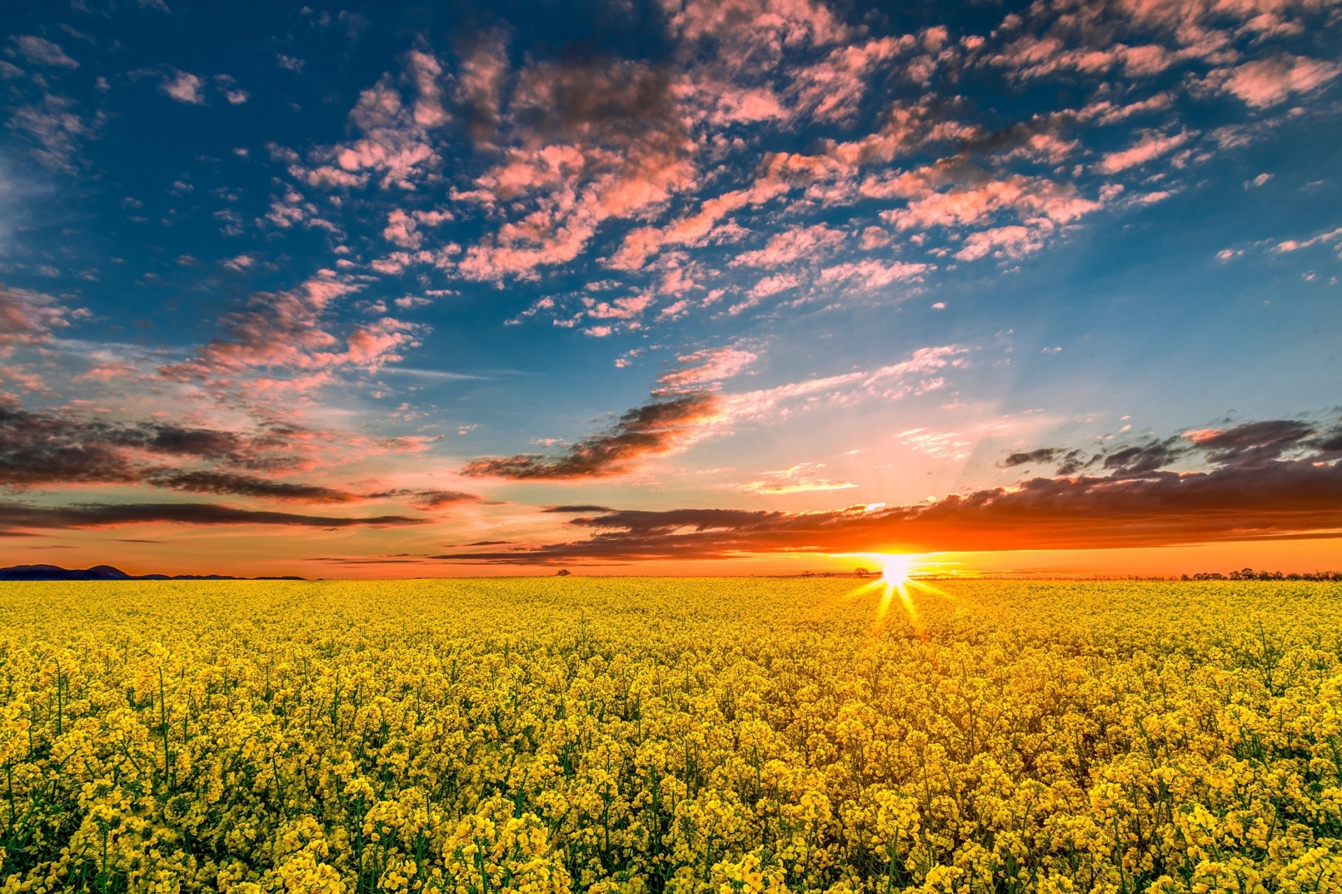 Canola Wallpapers