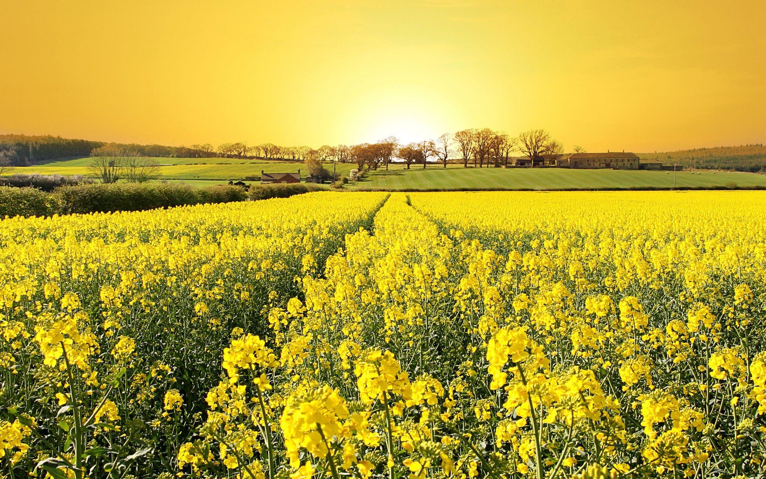 Canola Wallpapers