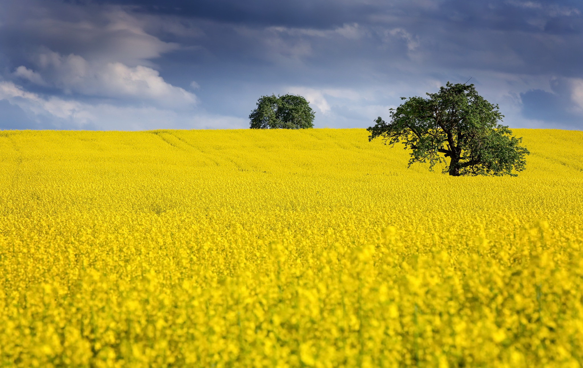Canola Wallpapers