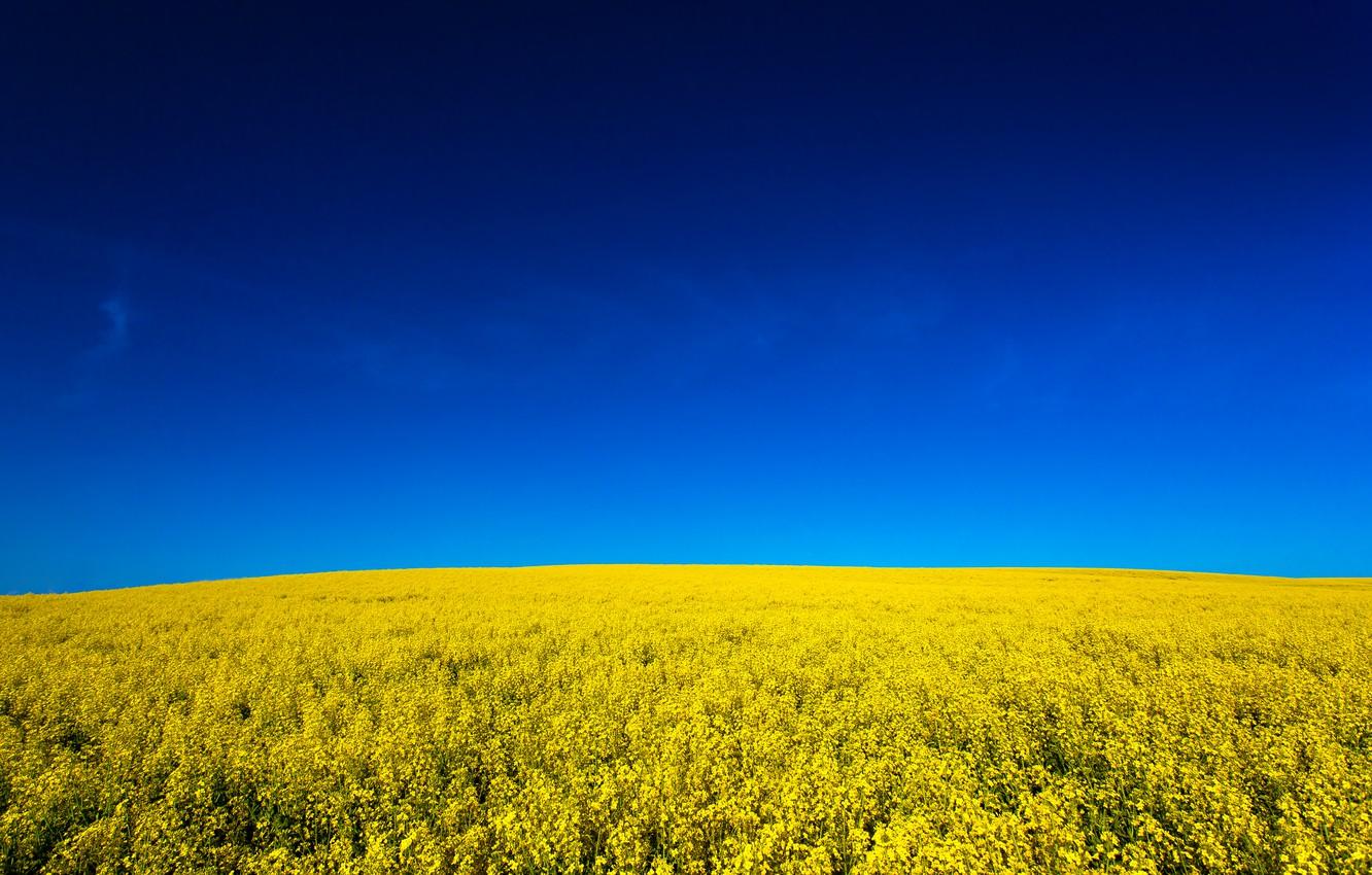 Canola Wallpapers